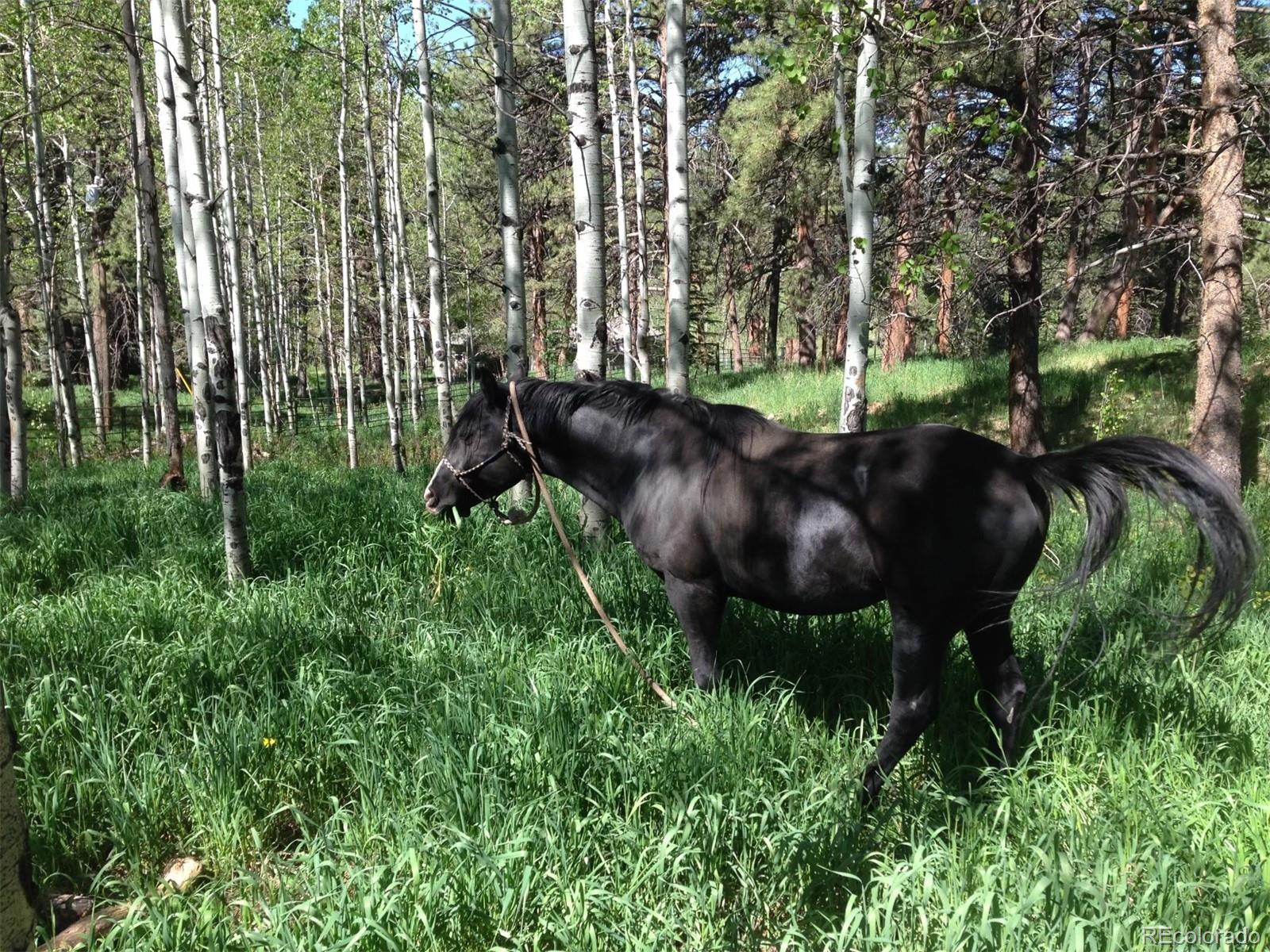 MLS Image #5 for 9399  granzella road,morrison, Colorado