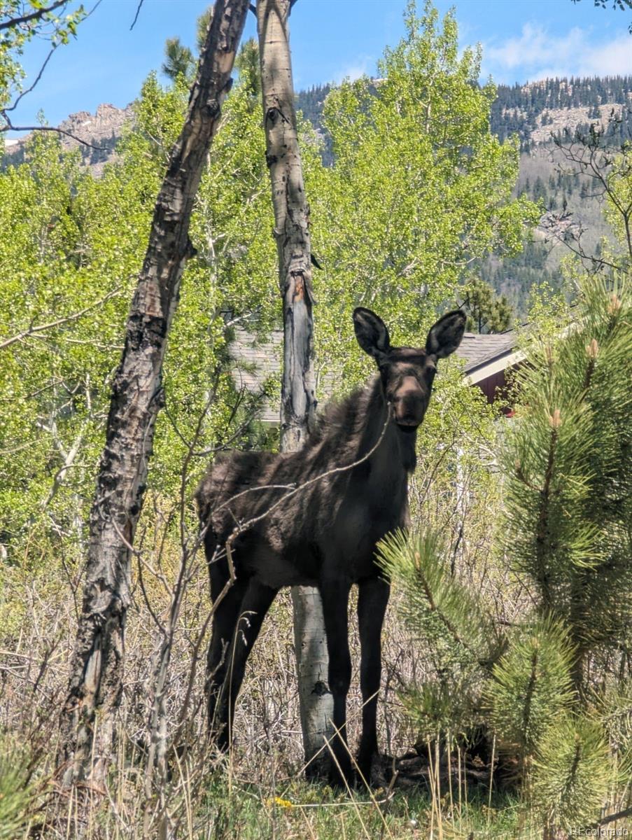 MLS Image #34 for 396  stage coach drive,bailey, Colorado