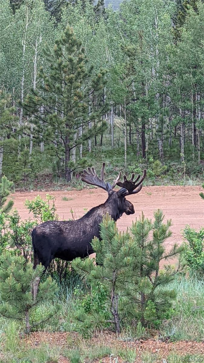 MLS Image #35 for 396  stage coach drive,bailey, Colorado