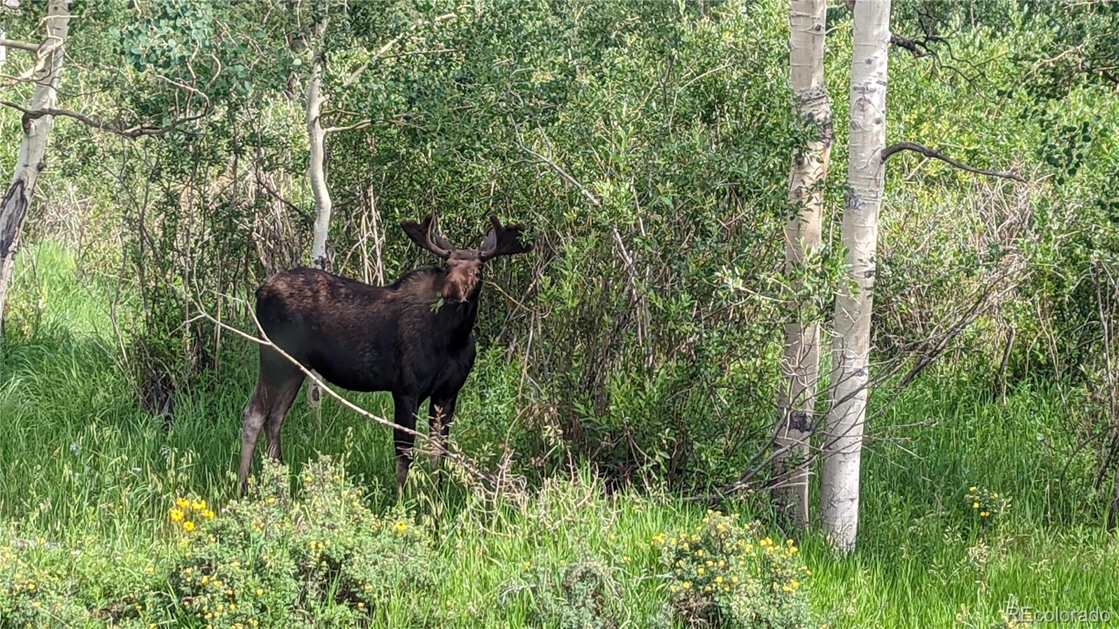 MLS Image #36 for 396  stage coach drive,bailey, Colorado