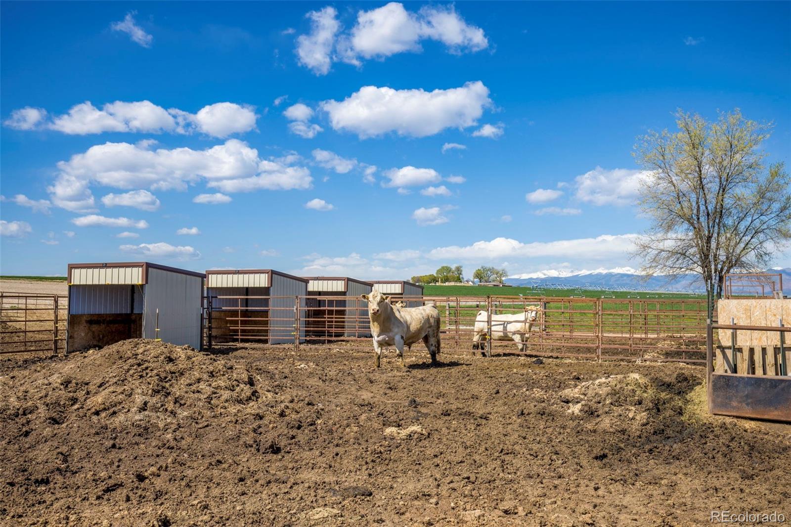MLS Image #31 for 606  county road 20 1/2 ,longmont, Colorado