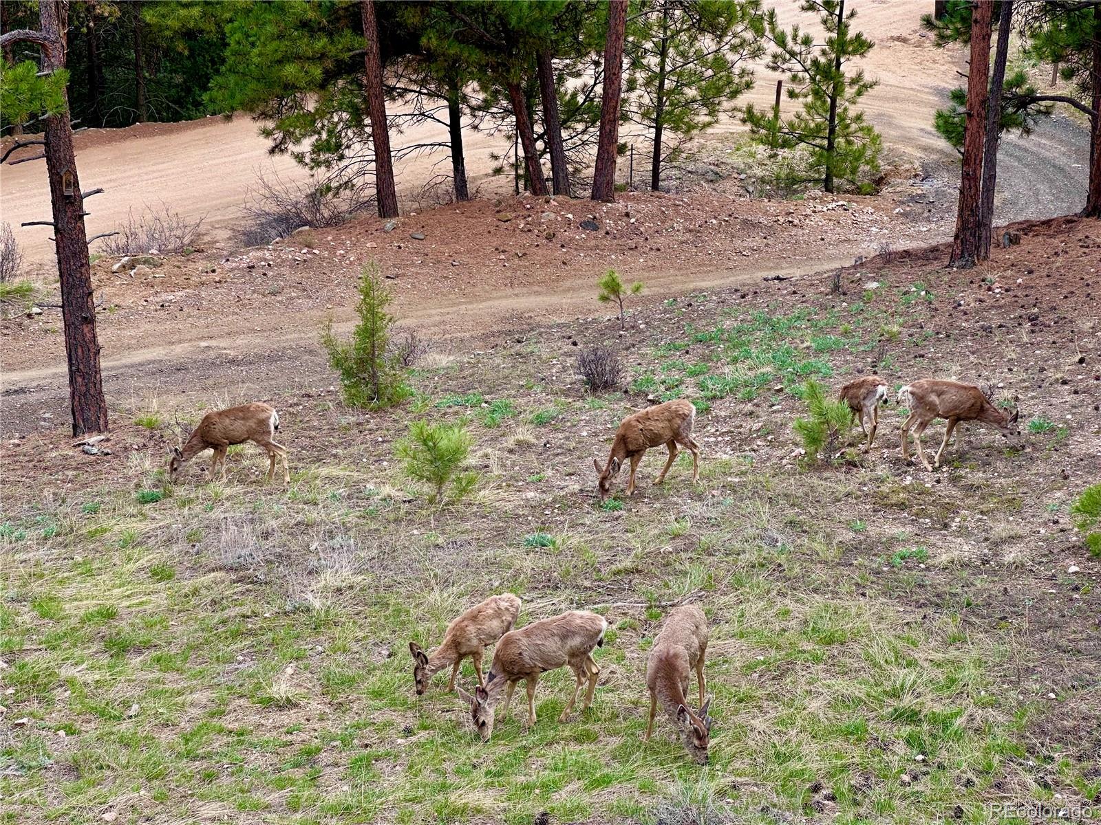 MLS Image #8 for 365  holmes gulch road,bailey, Colorado