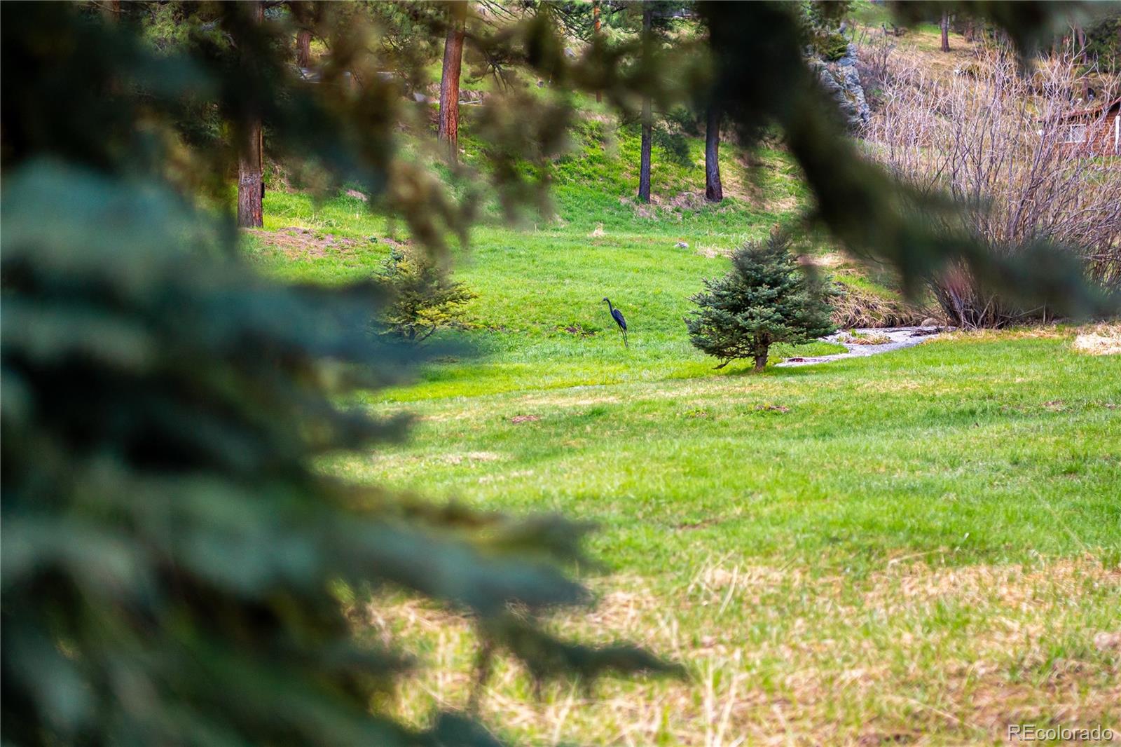 MLS Image #41 for 6926 s columbine road,evergreen, Colorado