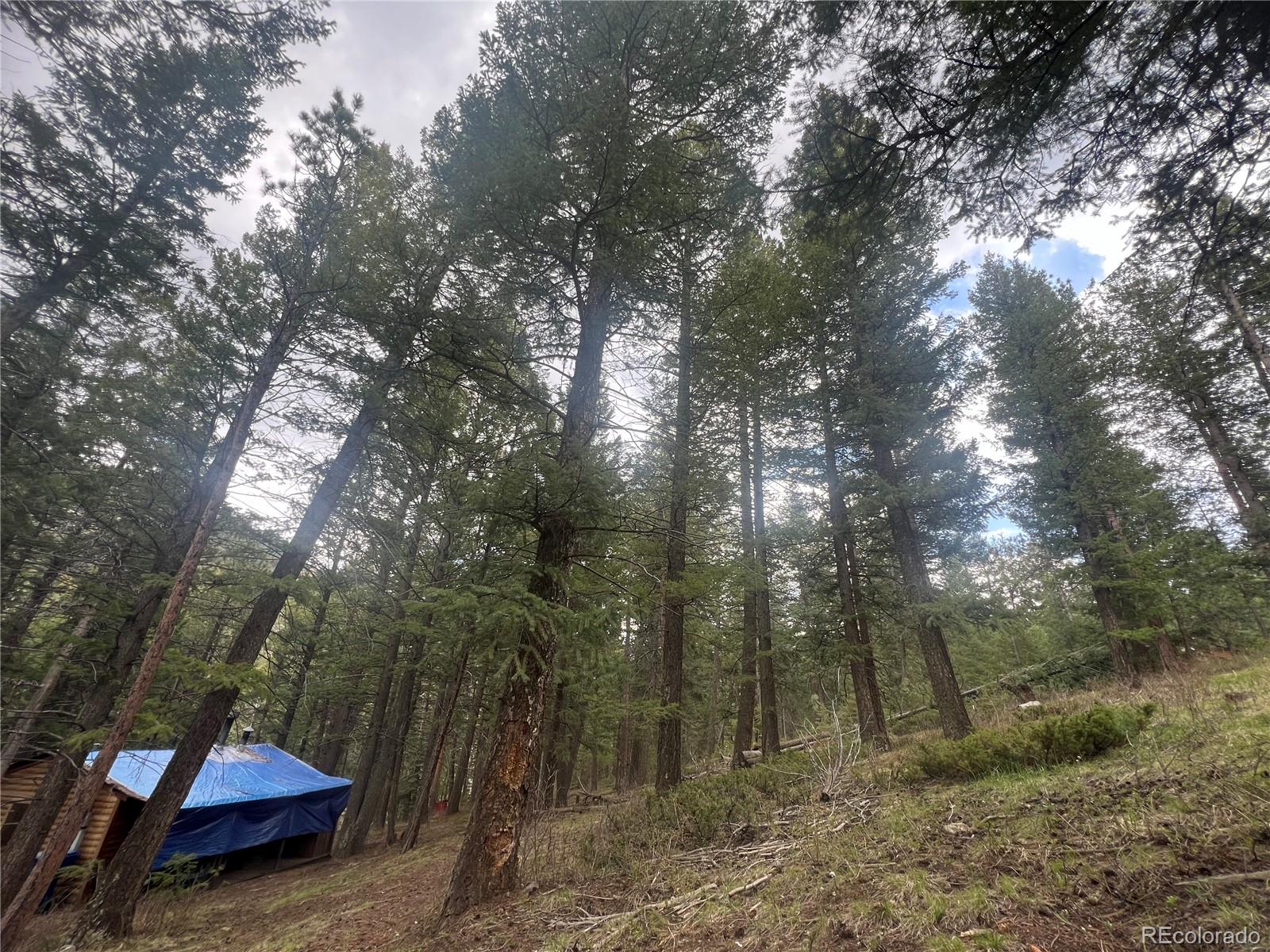 MLS Image #4 for 5525 s twin spruce drive,evergreen, Colorado