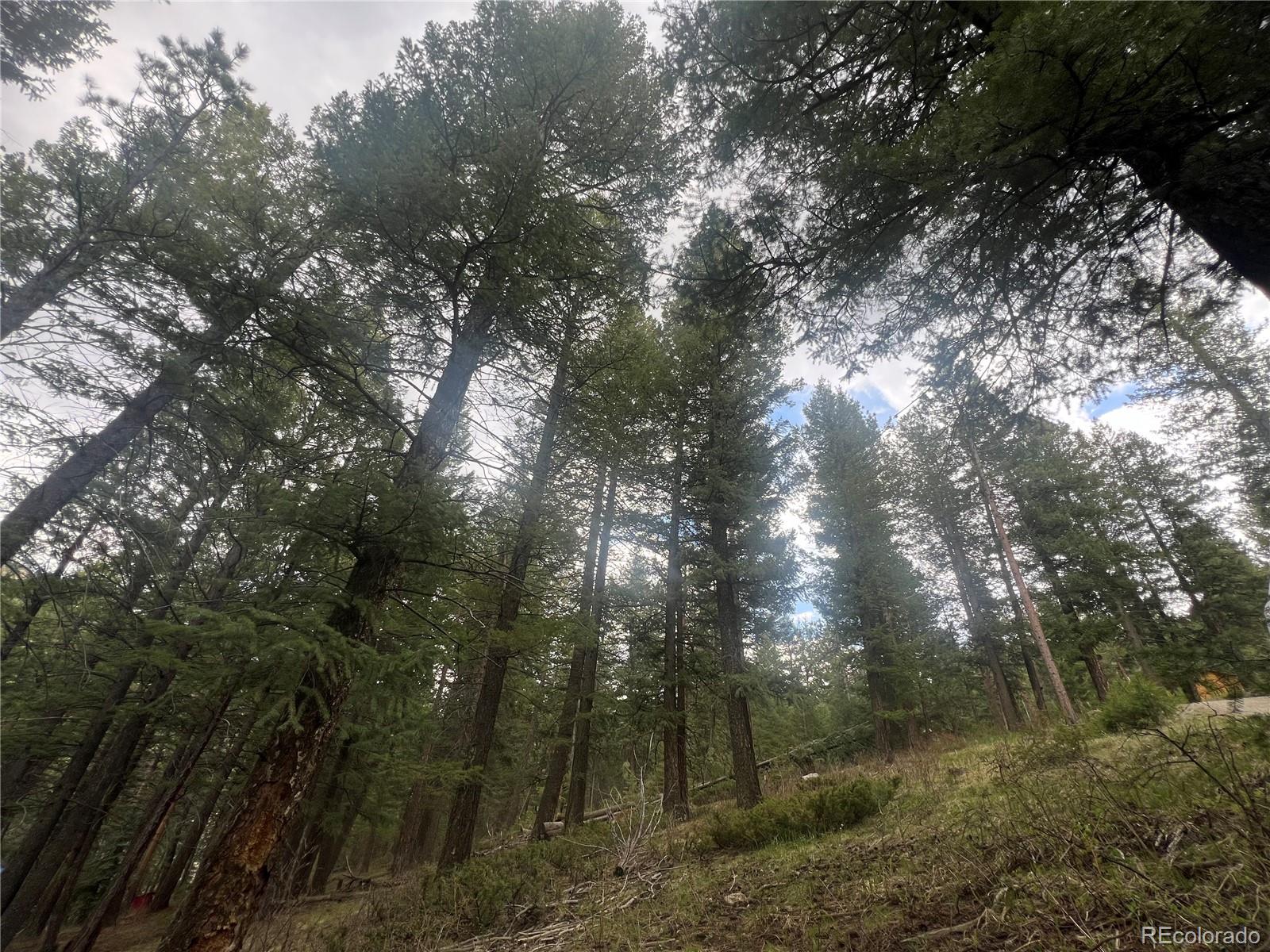 MLS Image #6 for 5525 s twin spruce drive,evergreen, Colorado