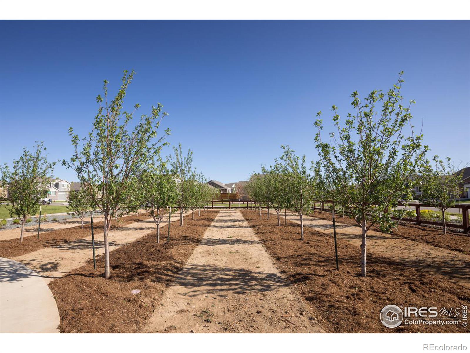 MLS Image #2 for 1703  branching canopy drive,windsor, Colorado