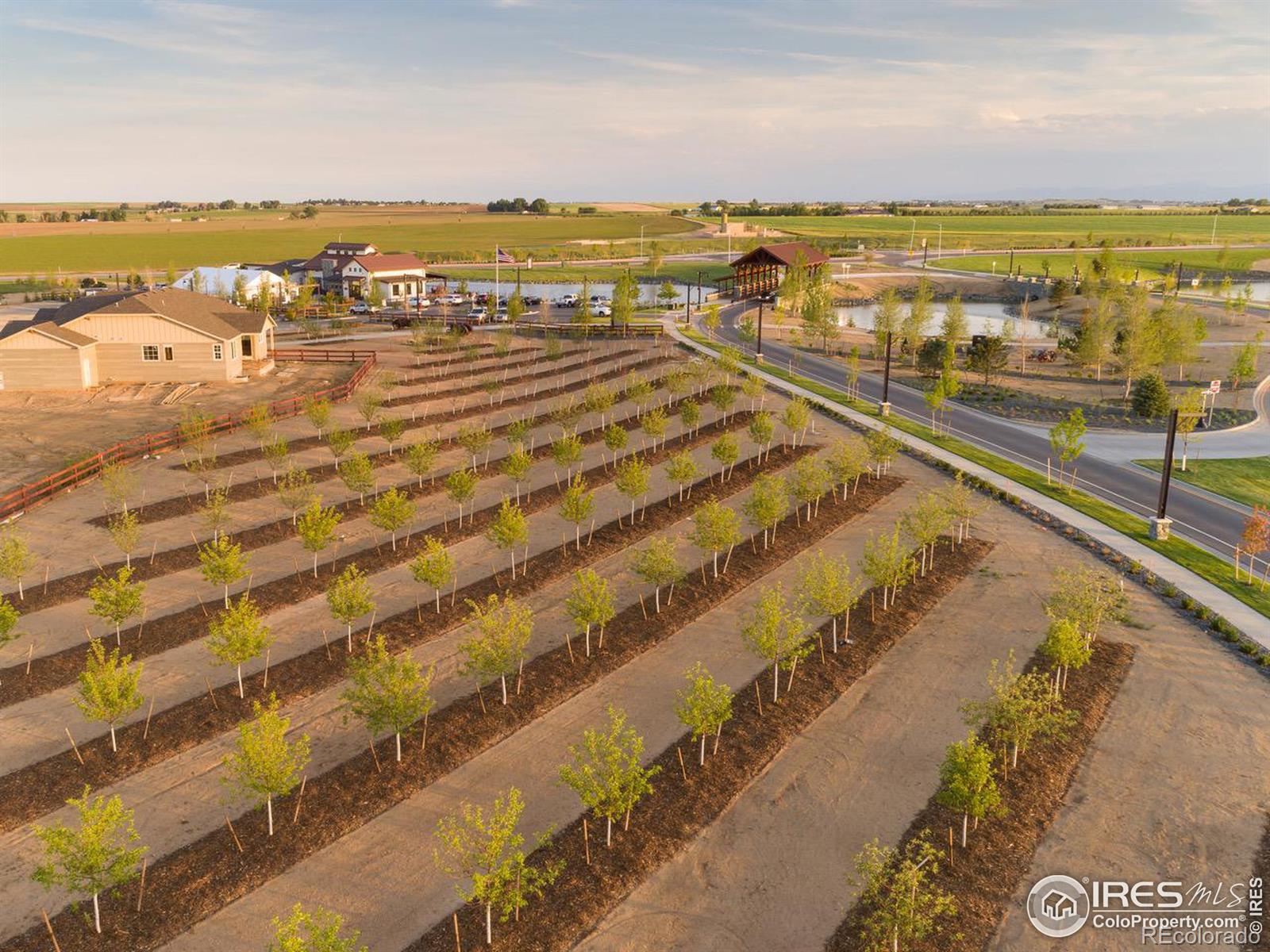 MLS Image #4 for 1703  branching canopy drive,windsor, Colorado