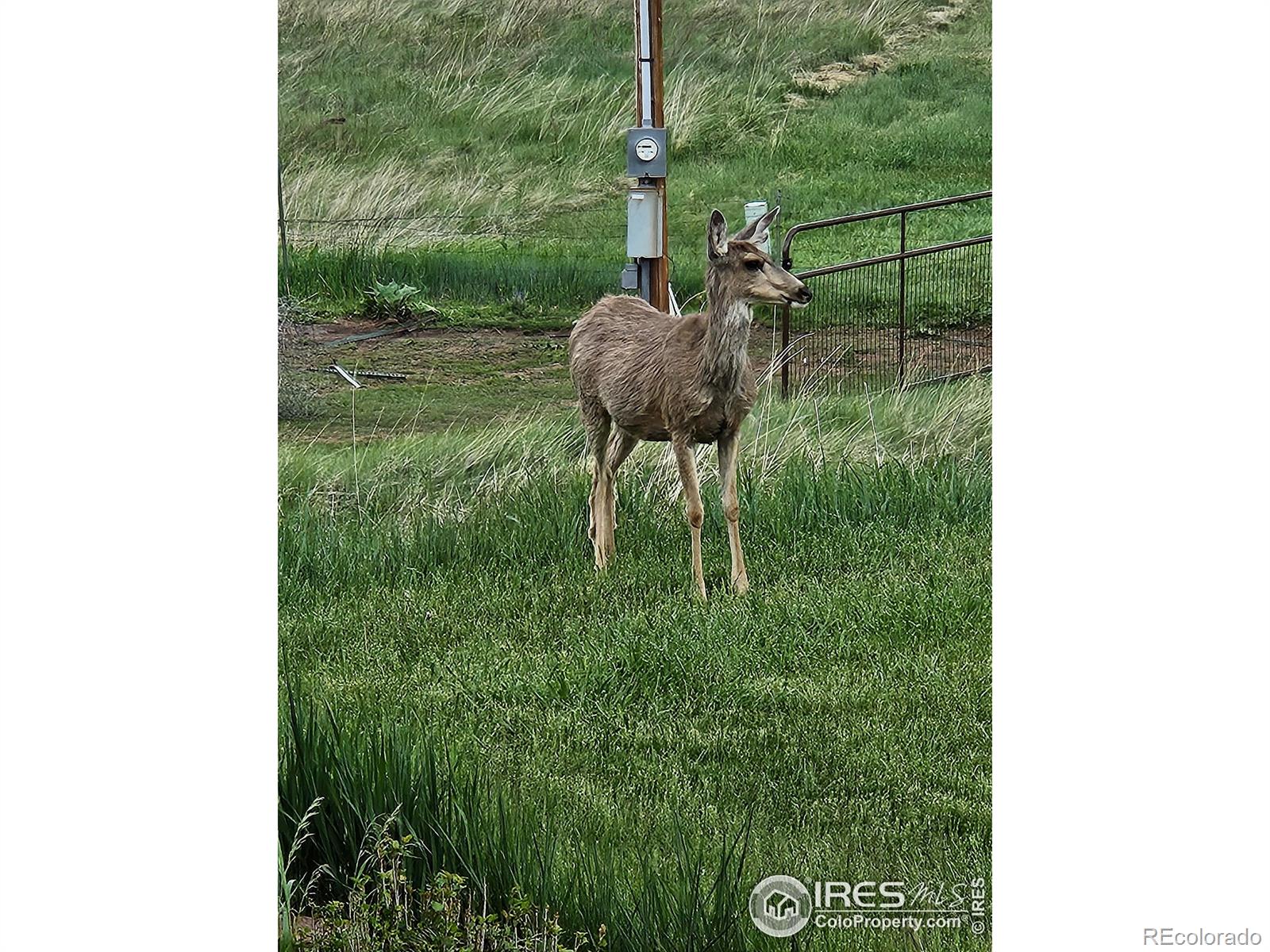 MLS Image #26 for 708  pecan drive,bellvue, Colorado