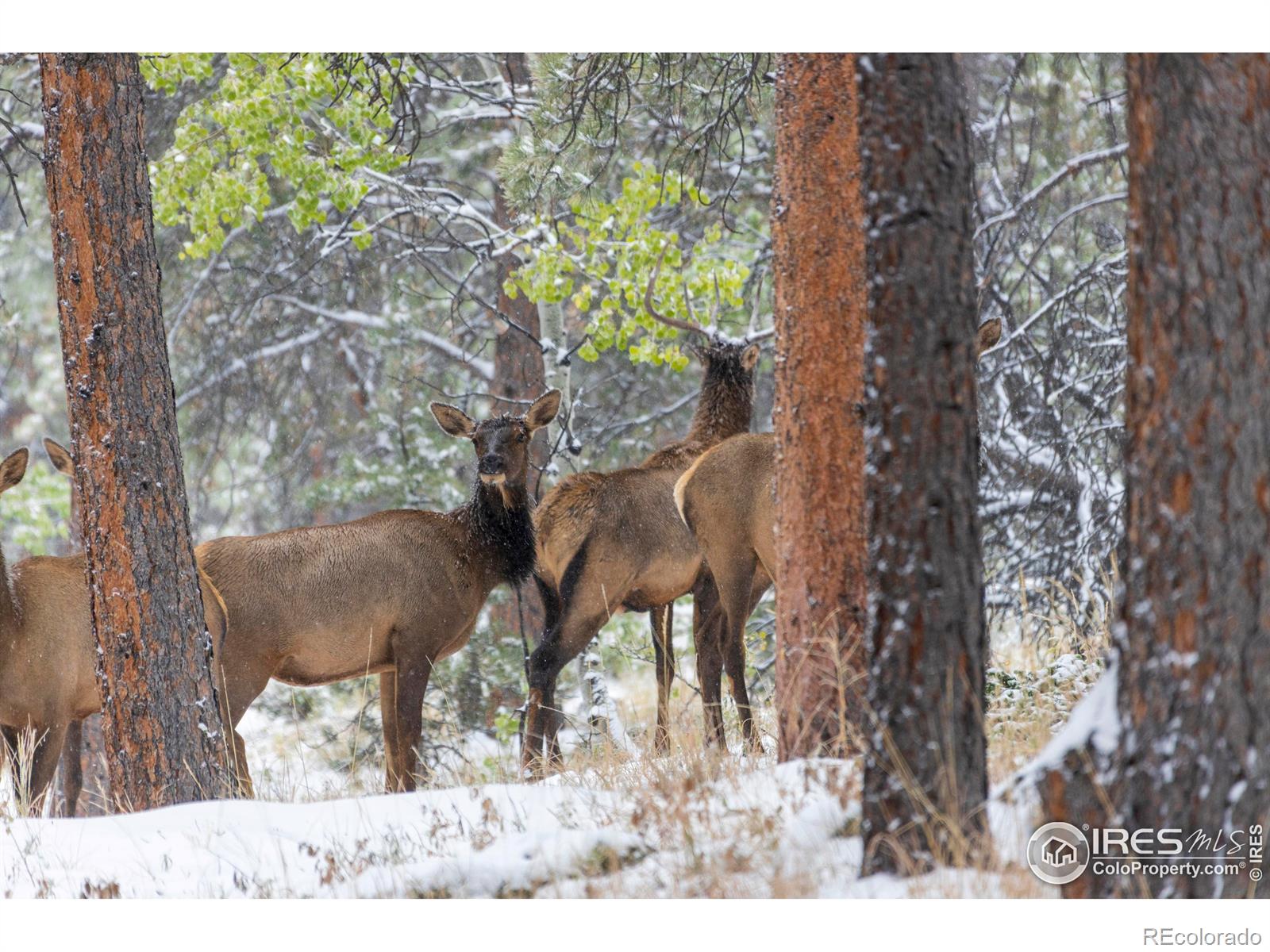 MLS Image #32 for 418  ridge road,ward, Colorado