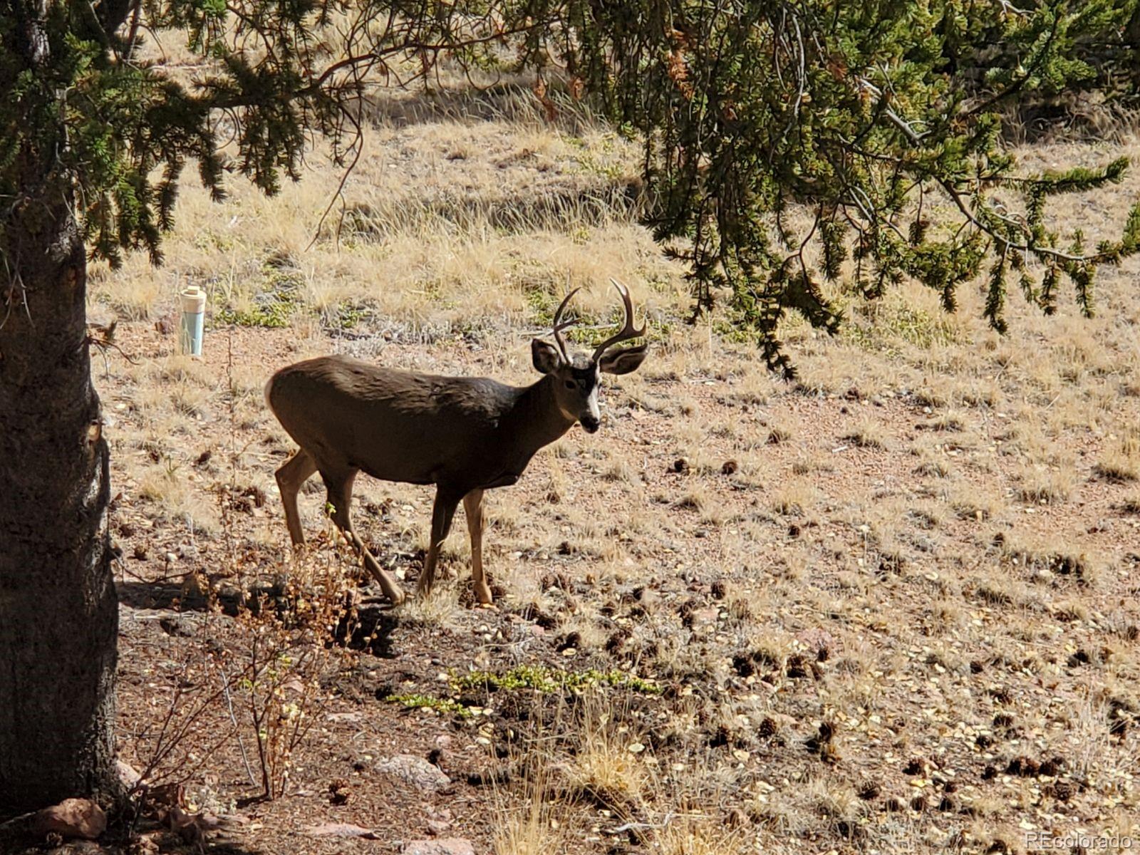 MLS Image #40 for 584  fairview drive,cripple creek, Colorado