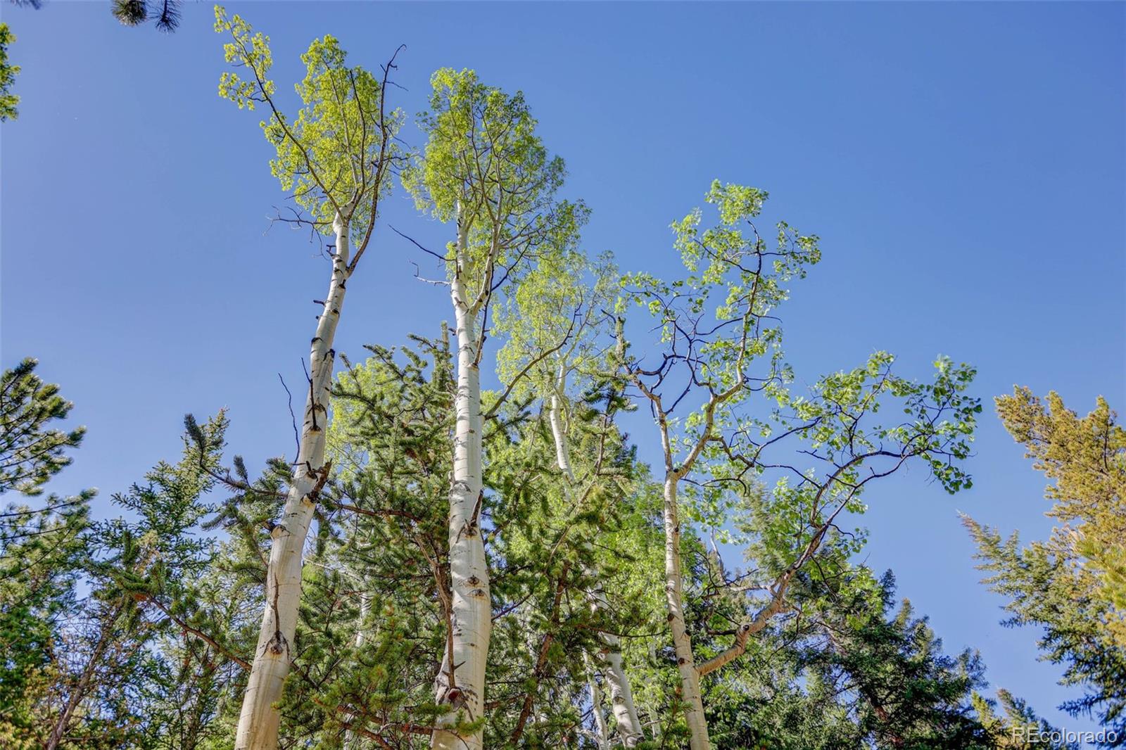 MLS Image #10 for 103  forest haven lane,idaho springs, Colorado