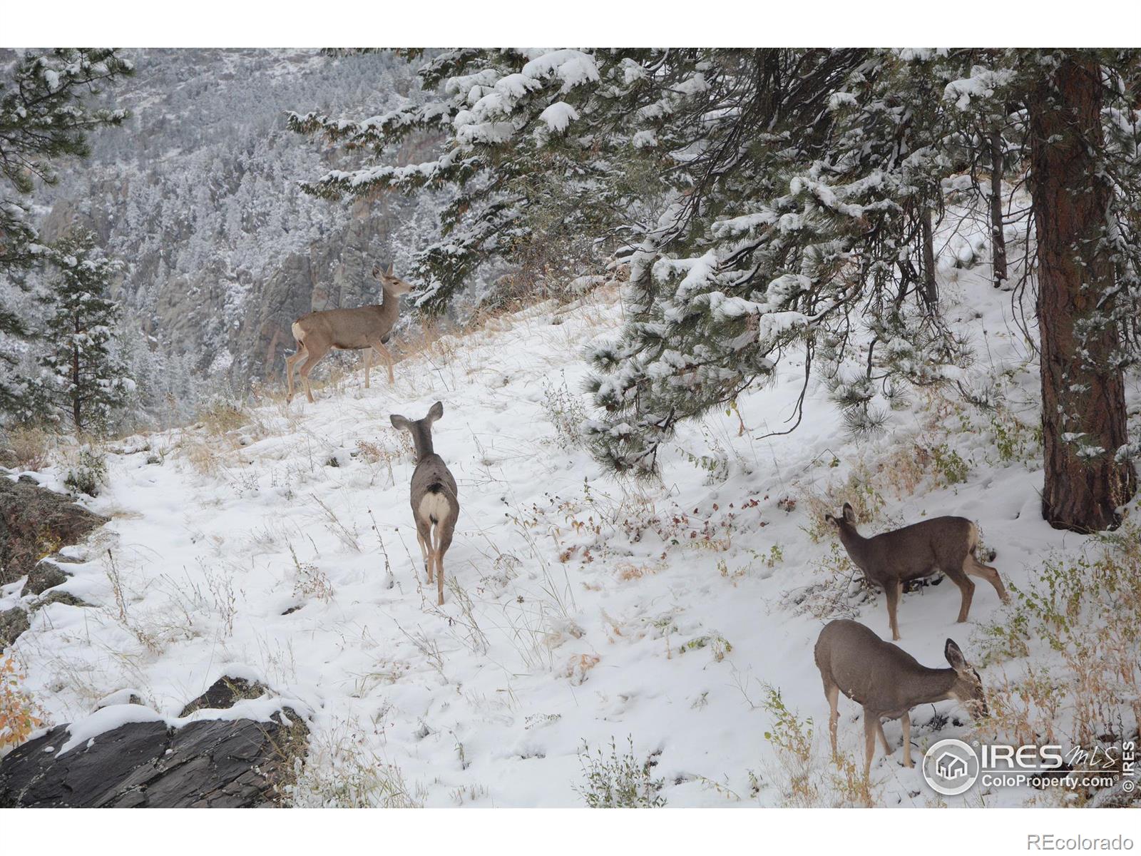 MLS Image #31 for 600  waltonia road,drake, Colorado