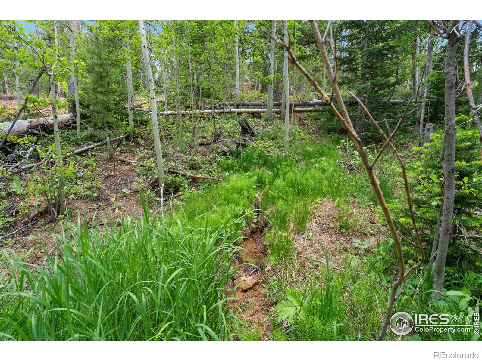 MLS Image #27 for 359  huron road,red feather lakes, Colorado