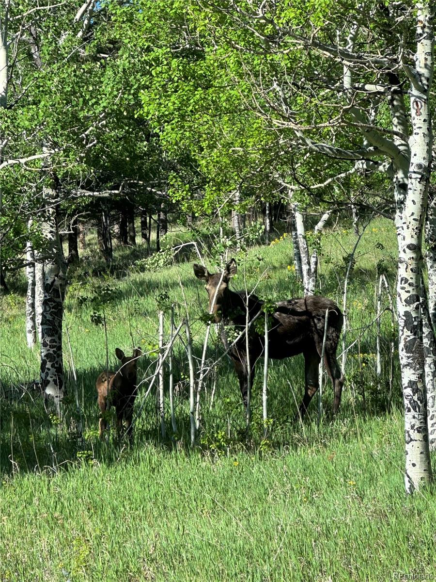 MLS Image #48 for 34000  robinson hill road,golden, Colorado