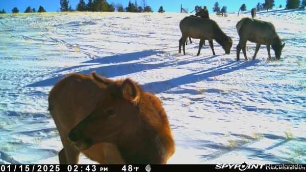 MLS Image #34 for 432  forest way,red feather lakes, Colorado