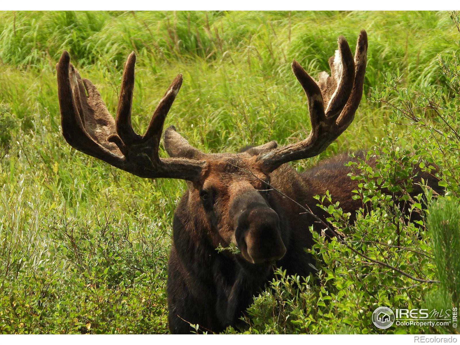 MLS Image #37 for 546  grand estates drive,estes park, Colorado