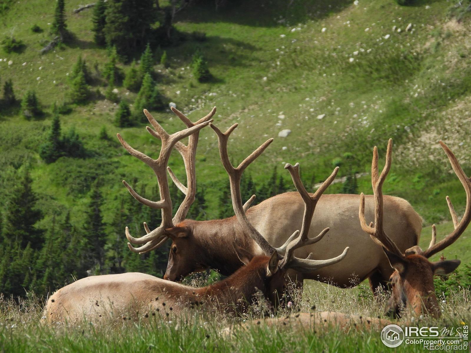 MLS Image #39 for 546  grand estates drive,estes park, Colorado