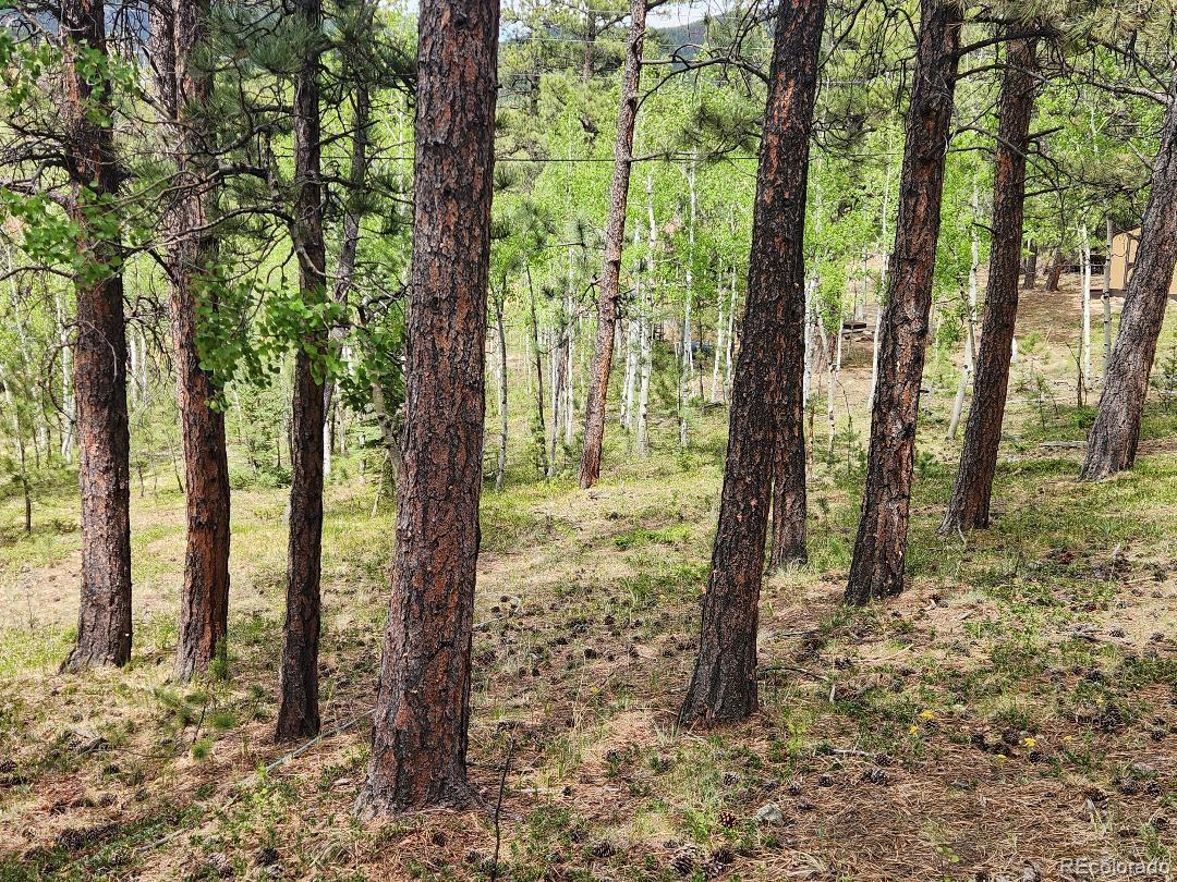 MLS Image #28 for 114  appleby street,bailey, Colorado