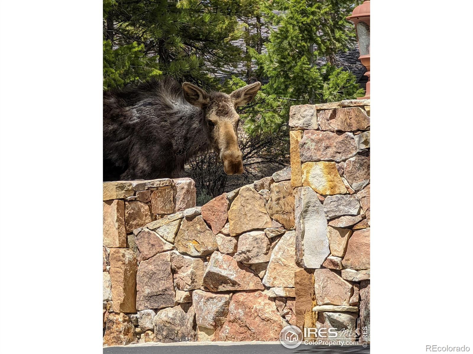 MLS Image #35 for 788  fox acres drive,red feather lakes, Colorado