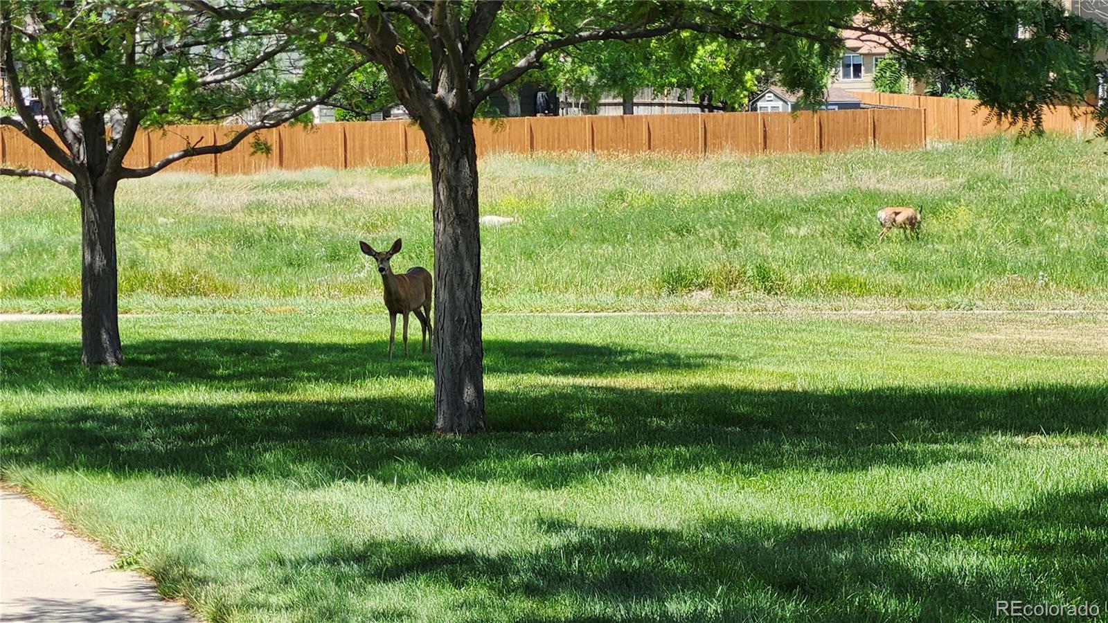 MLS Image #26 for 5391  suffolk circle,castle rock, Colorado