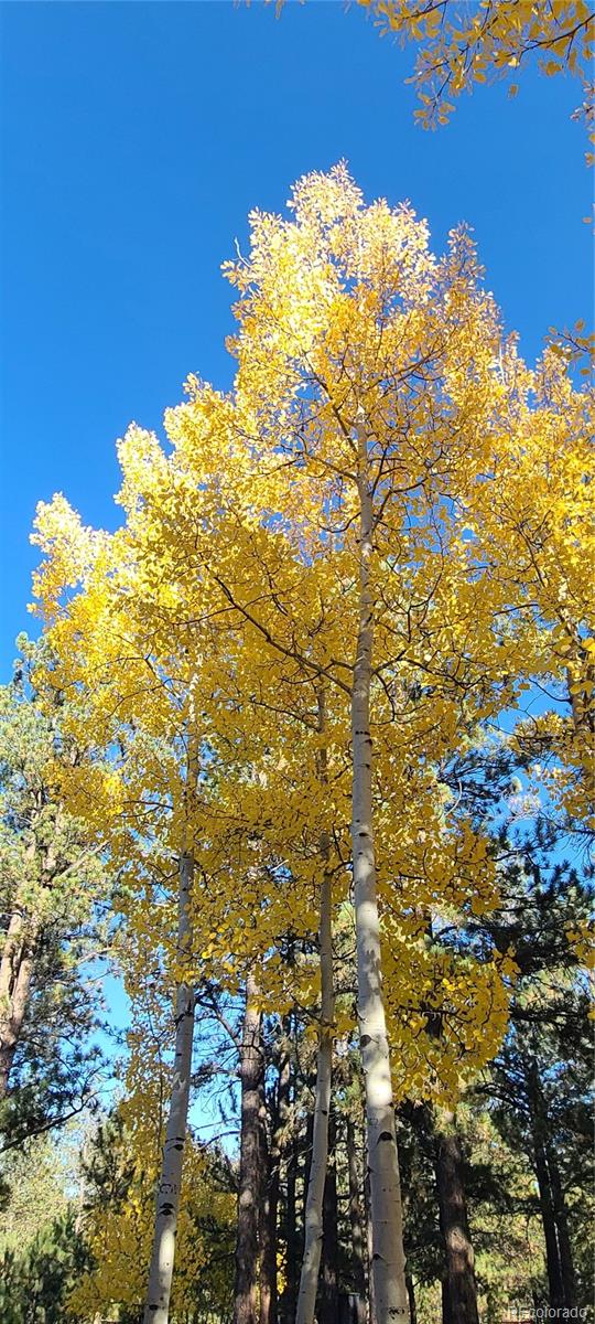 MLS Image #20 for 482  tincup terrace,bailey, Colorado