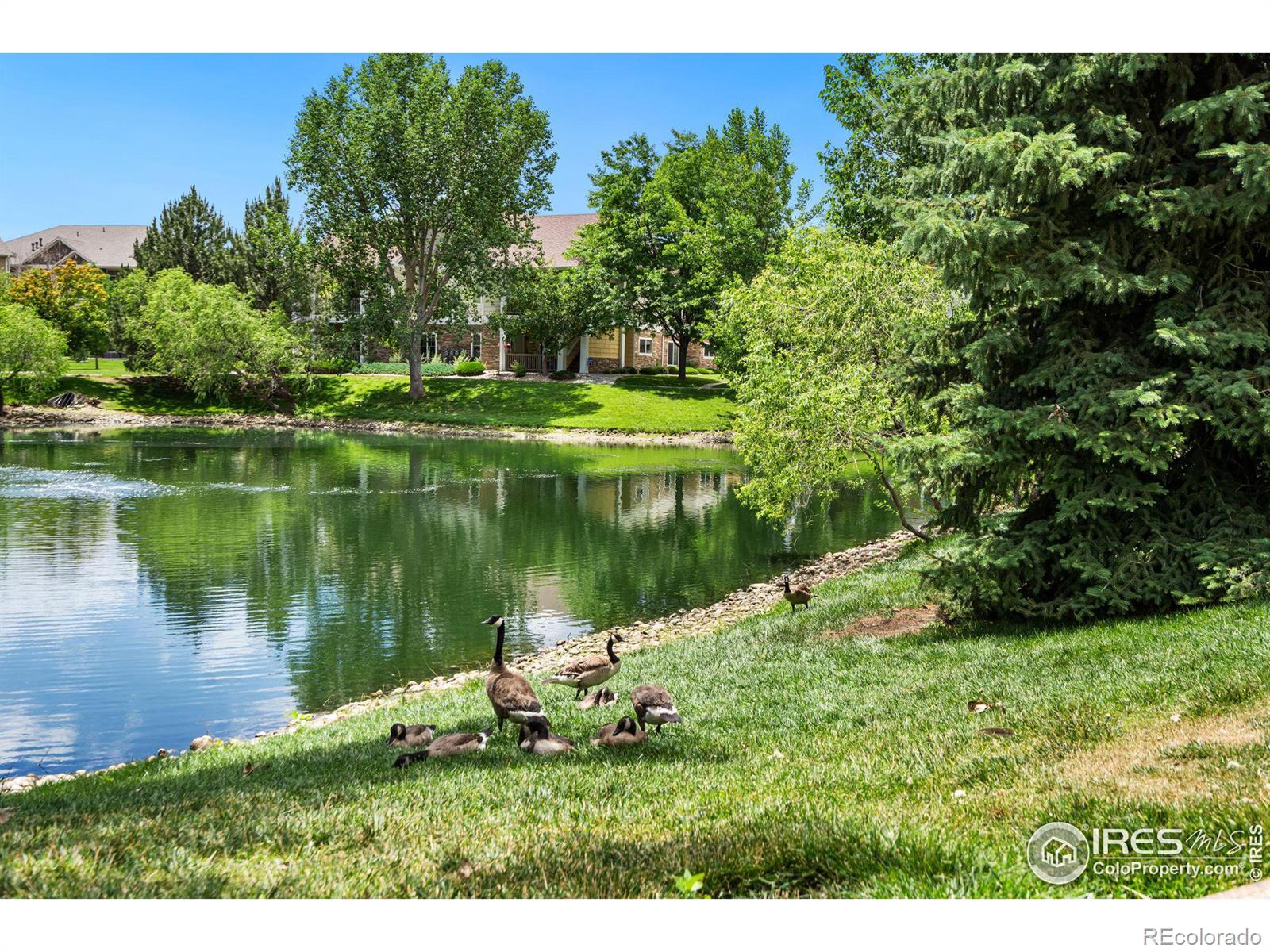 MLS Image #27 for 4785  hahns peak drive,loveland, Colorado