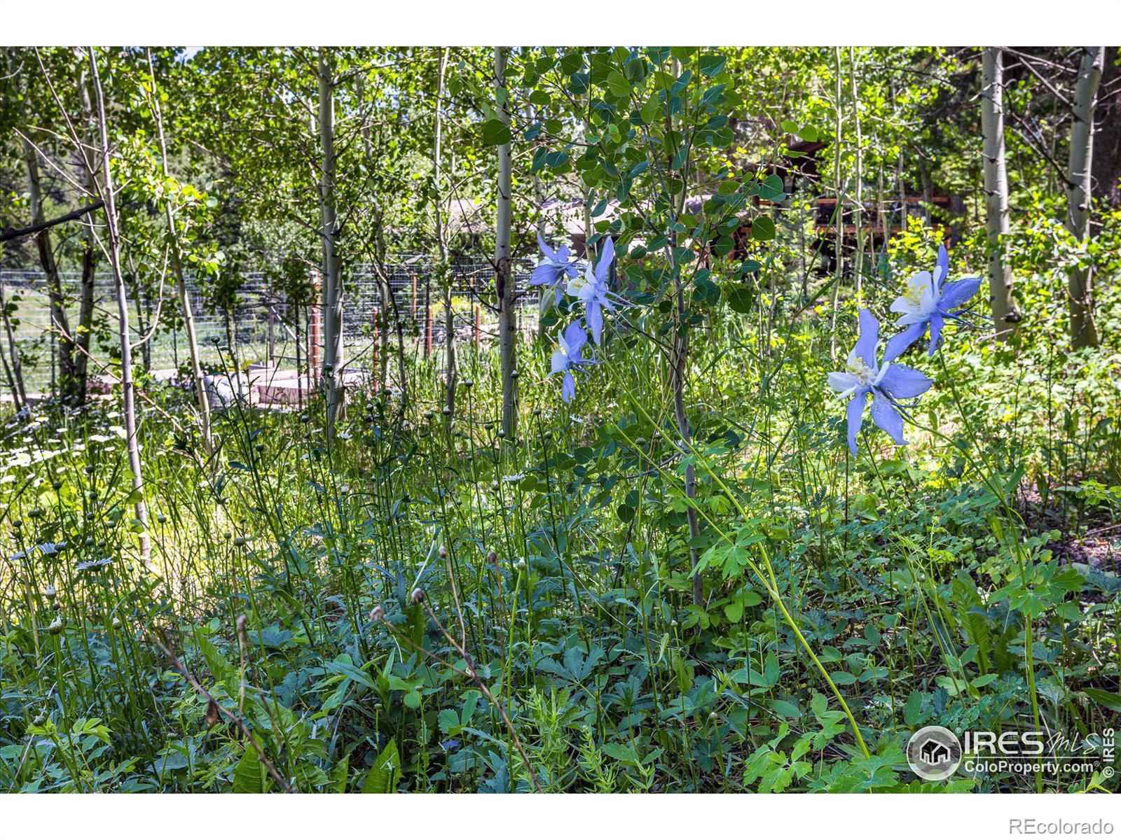 MLS Image #35 for 463  pine glade road,nederland, Colorado