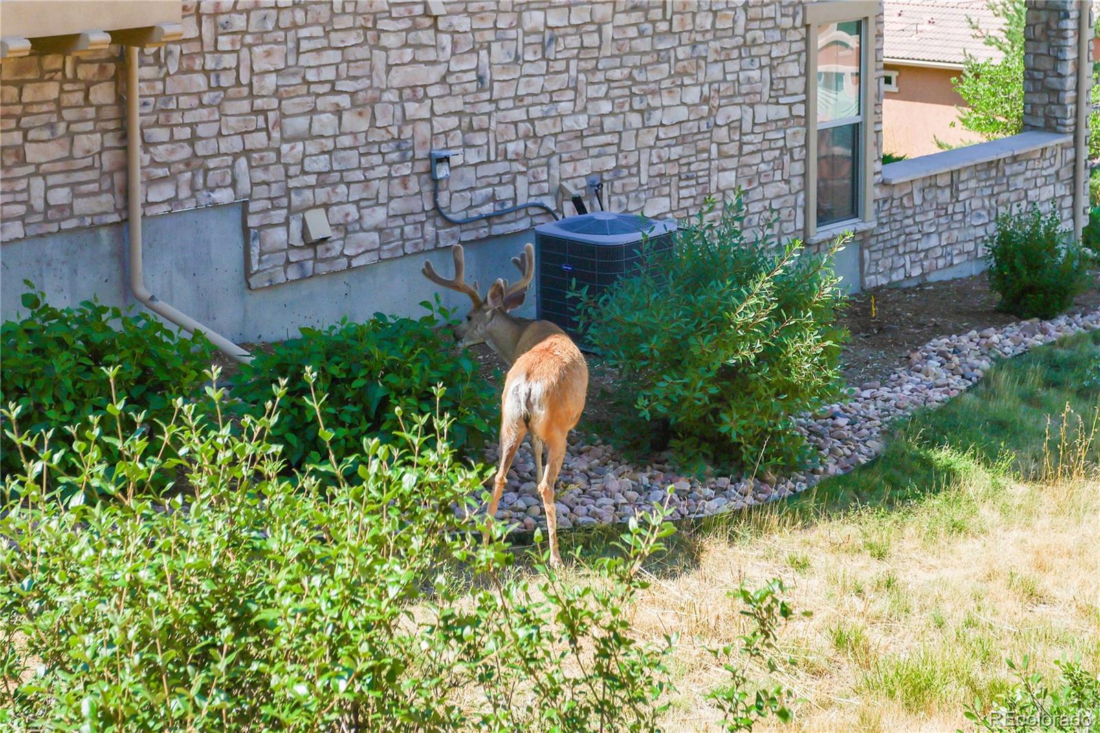 MLS Image #37 for 9285  viaggio way,highlands ranch, Colorado