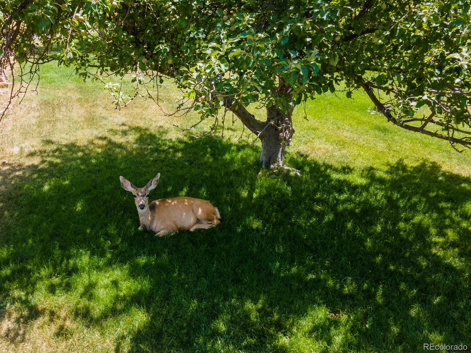 MLS Image #43 for 8088  lt william clark road,parker, Colorado