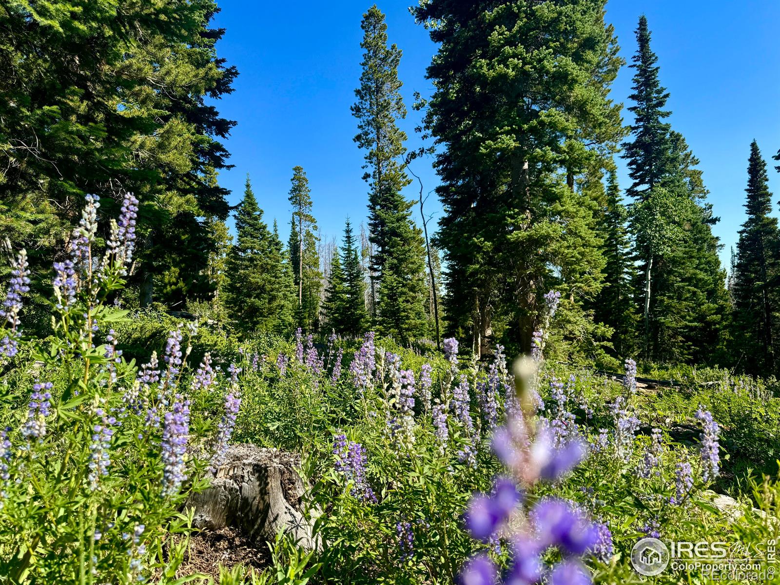 MLS Image #23 for 1189  mountain ridge road,red feather lakes, Colorado