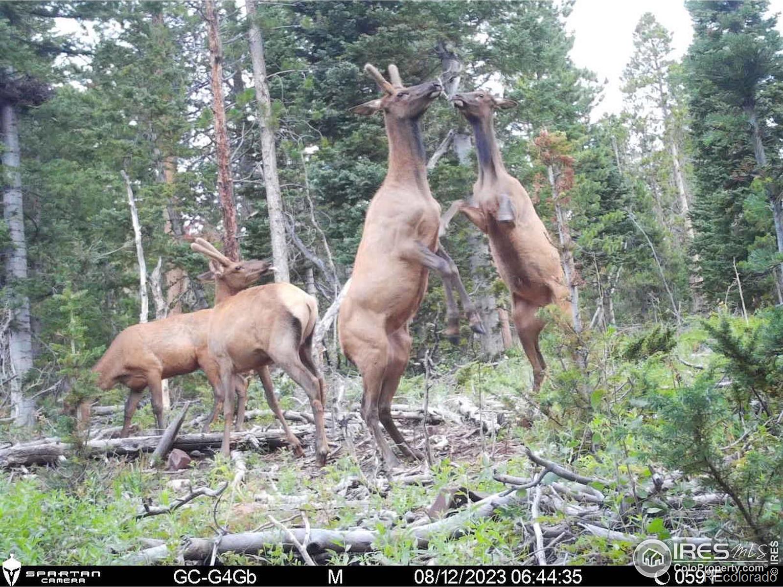 MLS Image #25 for 1189  mountain ridge road,red feather lakes, Colorado