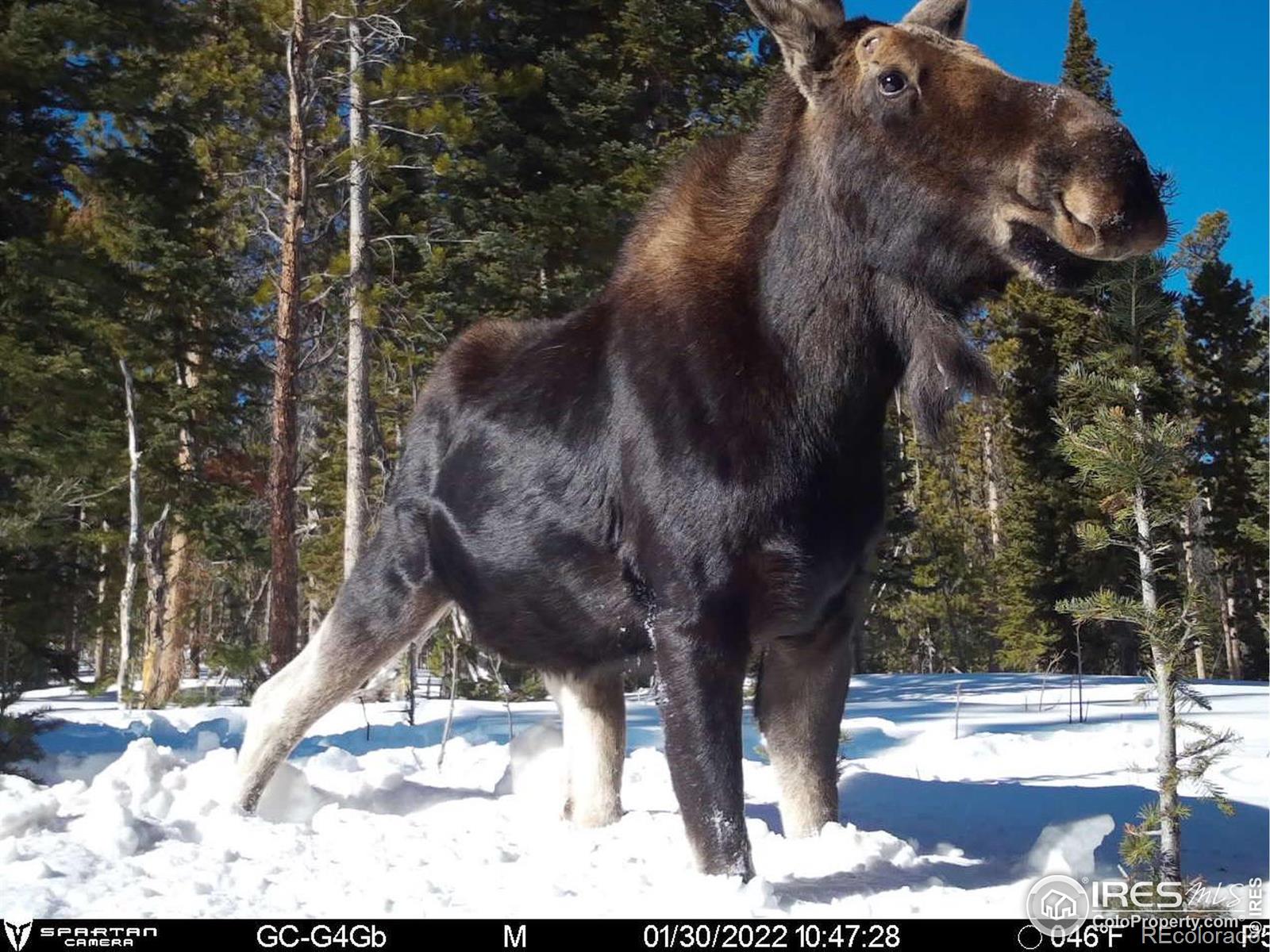 MLS Image #27 for 1189  mountain ridge road,red feather lakes, Colorado