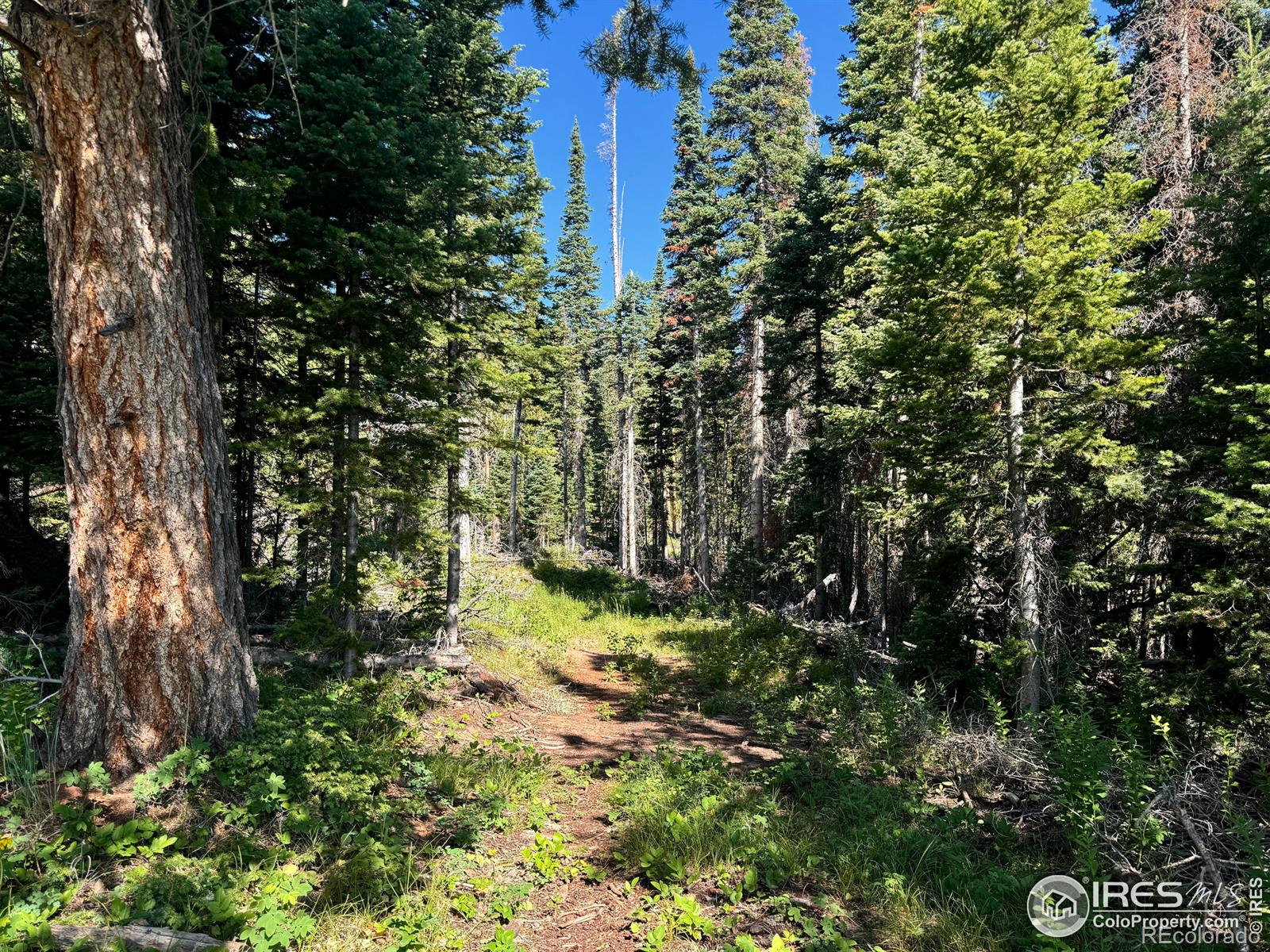 MLS Image #28 for 1189  mountain ridge road,red feather lakes, Colorado