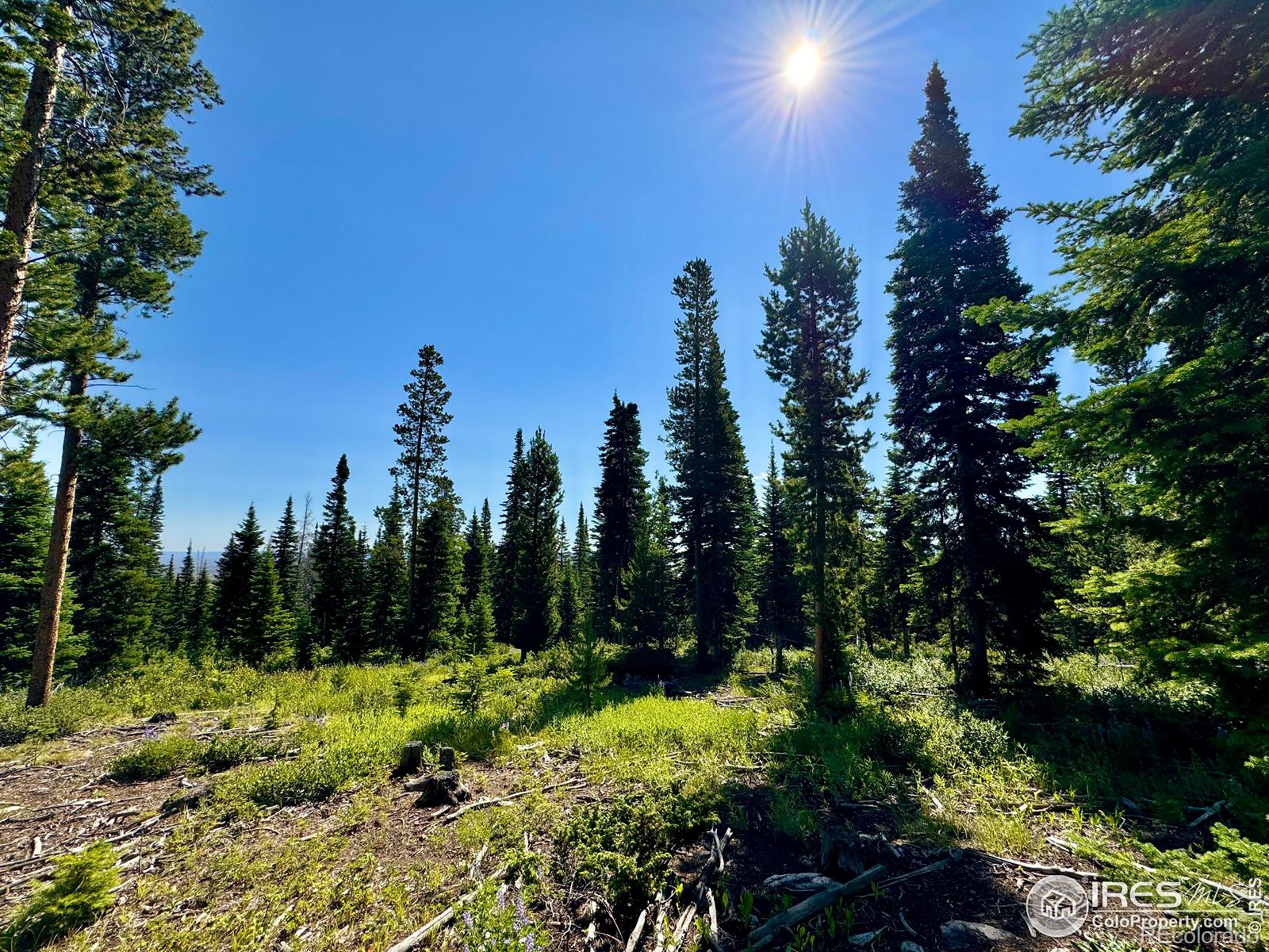 MLS Image #29 for 1189  mountain ridge road,red feather lakes, Colorado