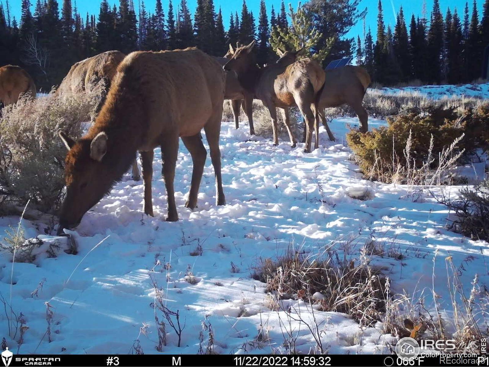 MLS Image #32 for 1189  mountain ridge road,red feather lakes, Colorado