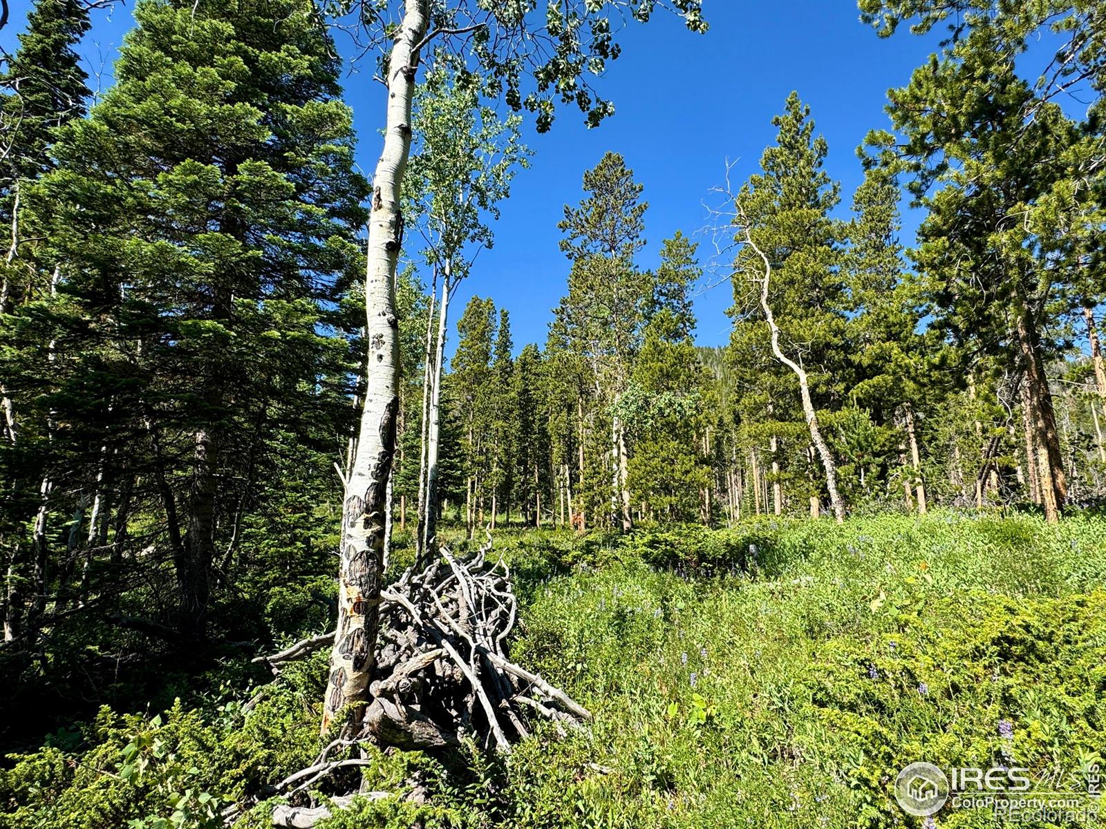 MLS Image #33 for 1189  mountain ridge road,red feather lakes, Colorado