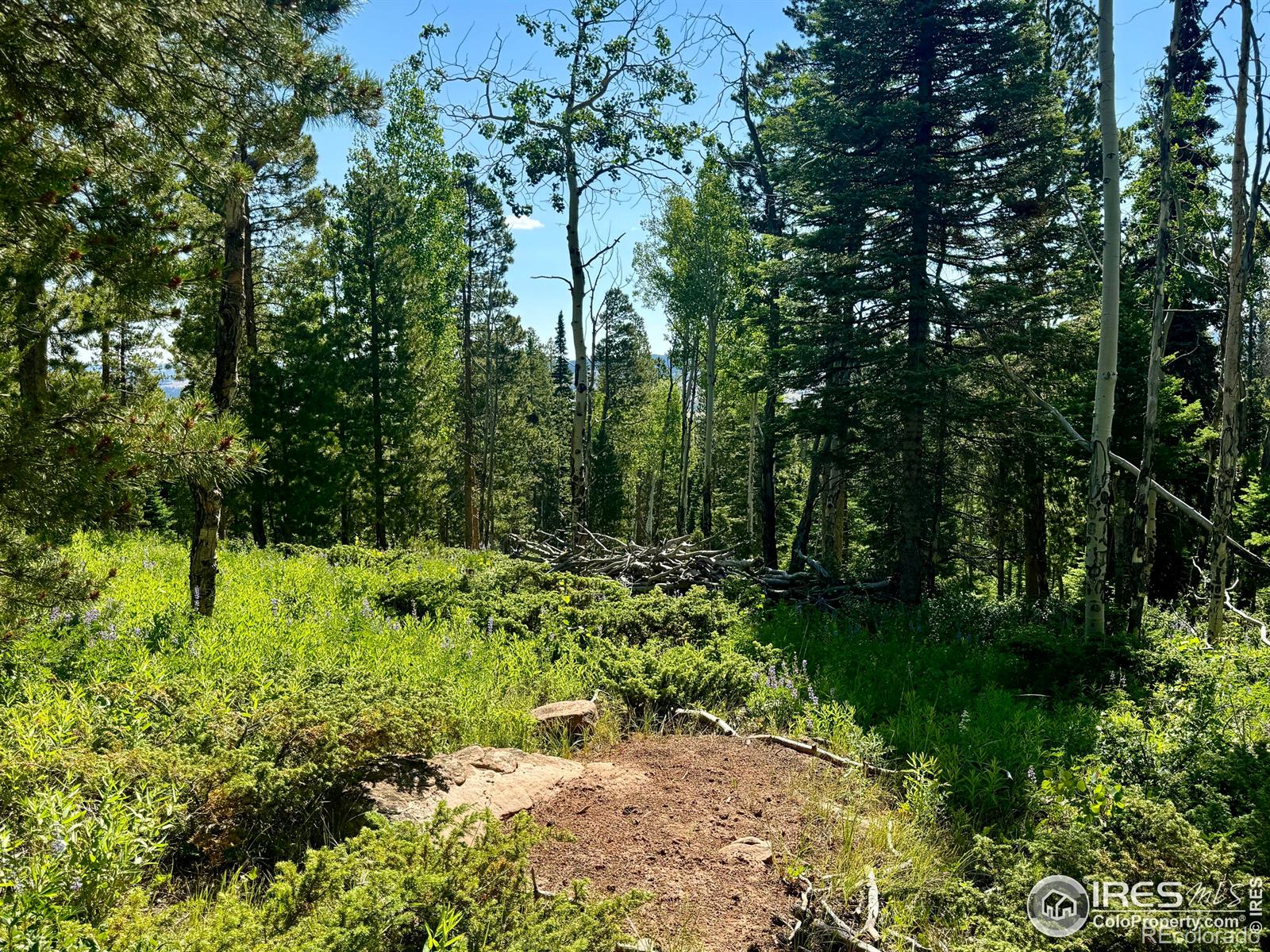 MLS Image #35 for 1189  mountain ridge road,red feather lakes, Colorado