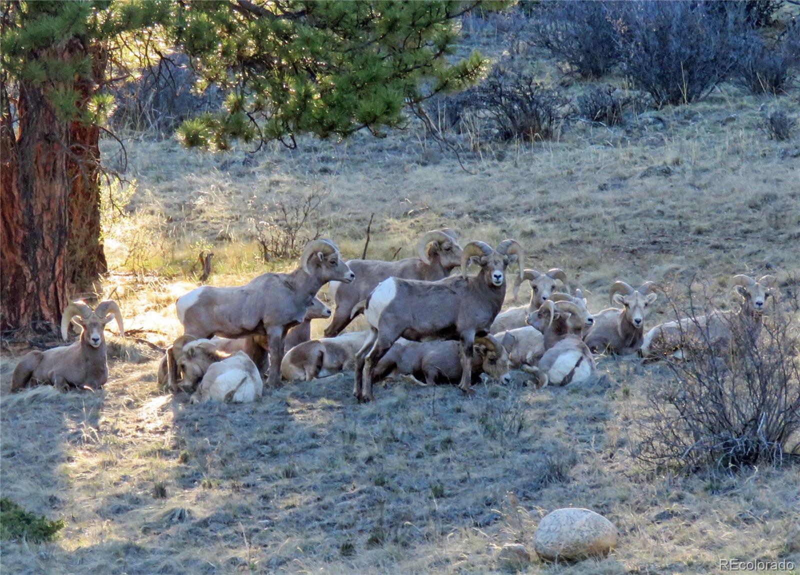 MLS Image #45 for 20601  county road 306 ,buena vista, Colorado