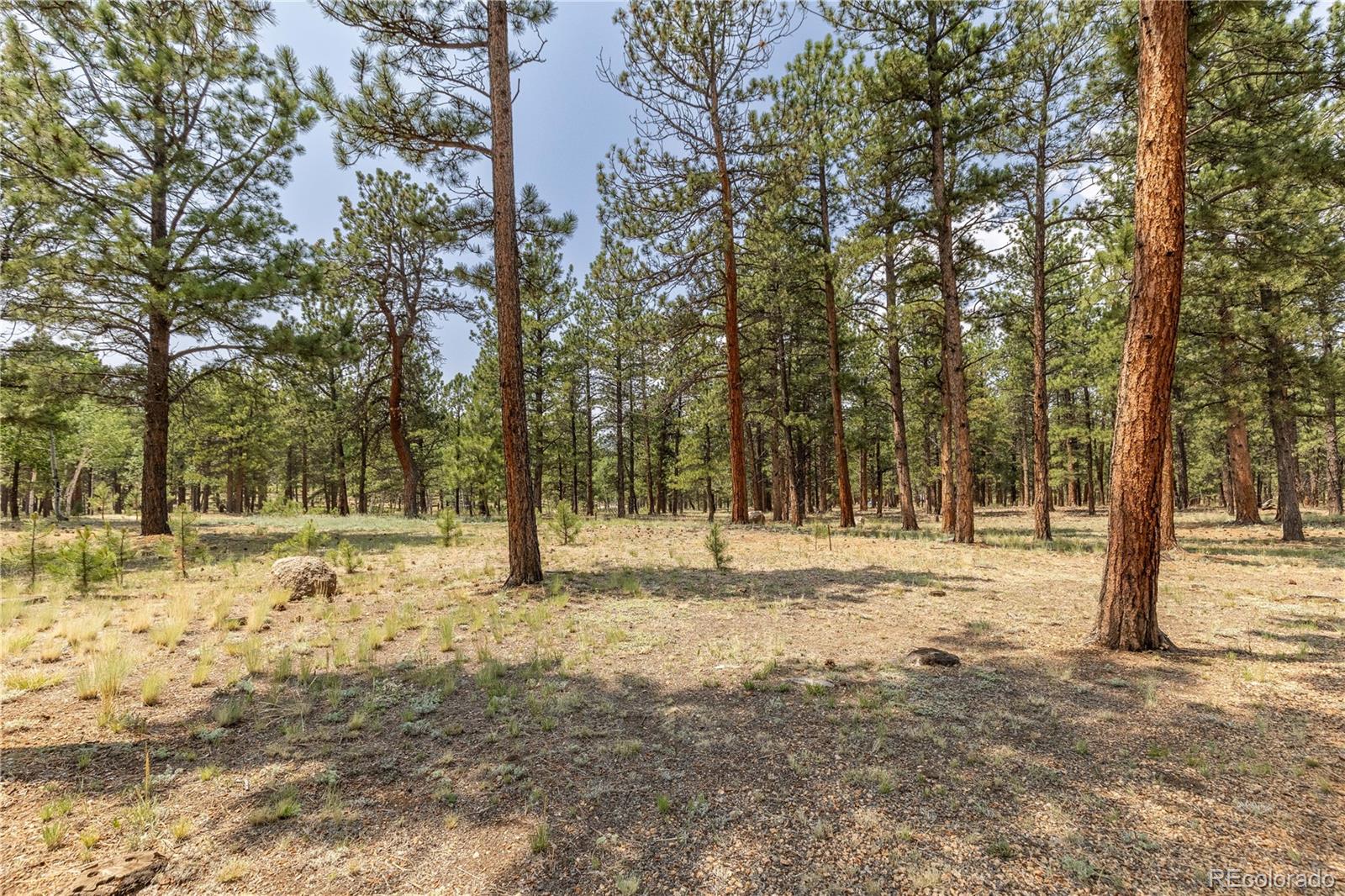 MLS Image #39 for 963  vigilante avenue,bailey, Colorado