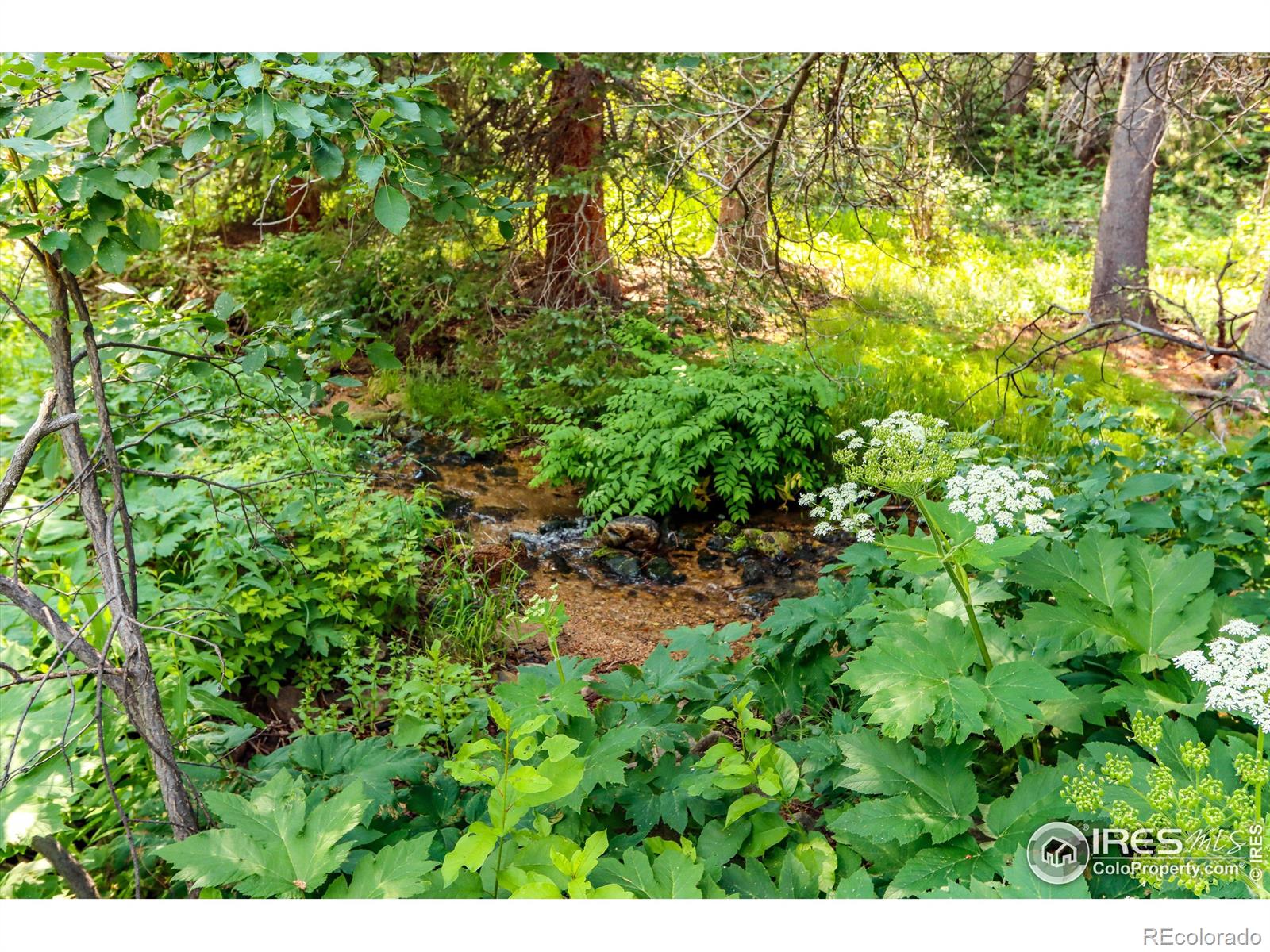 MLS Image #21 for 454  highway 7 business ,allenspark, Colorado