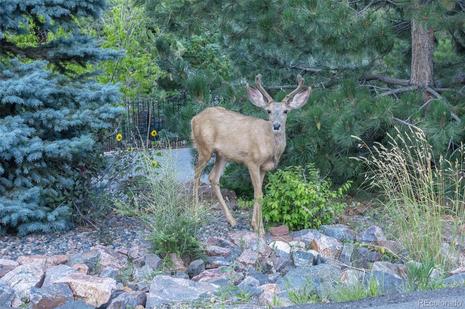 MLS Image #46 for 4594  coyote run,littleton, Colorado