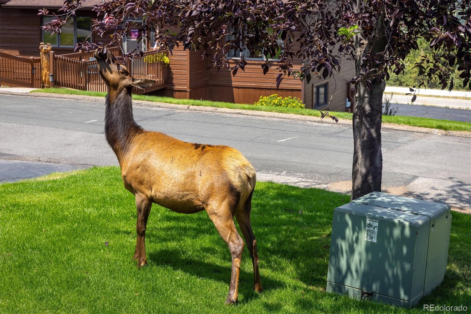 MLS Image #23 for 1436  matthew circle,estes park, Colorado