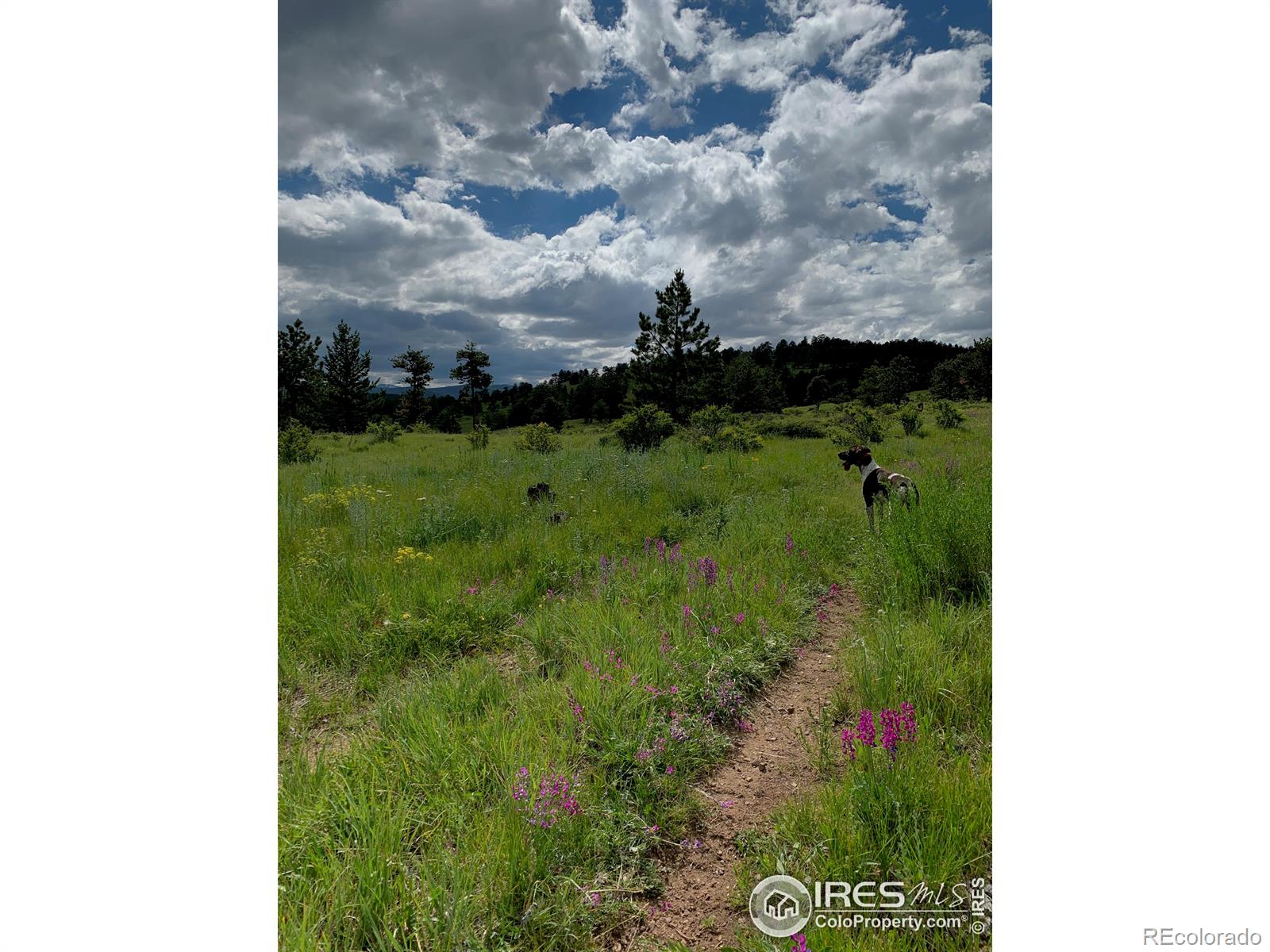 MLS Image #20 for 591  primos road,boulder, Colorado