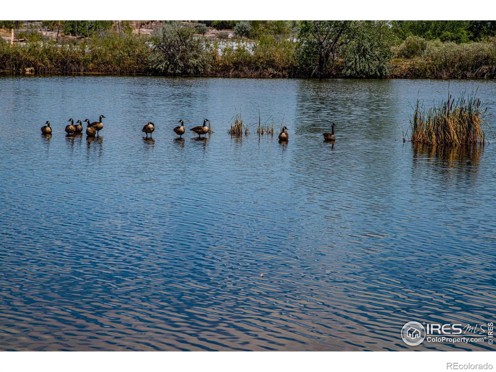 MLS Image #32 for 10440  butte drive,longmont, Colorado