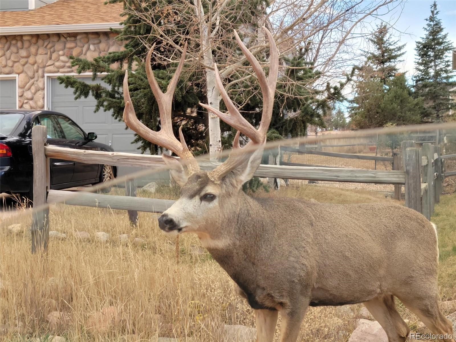 MLS Image #40 for 1688  ponderosa road,alma, Colorado