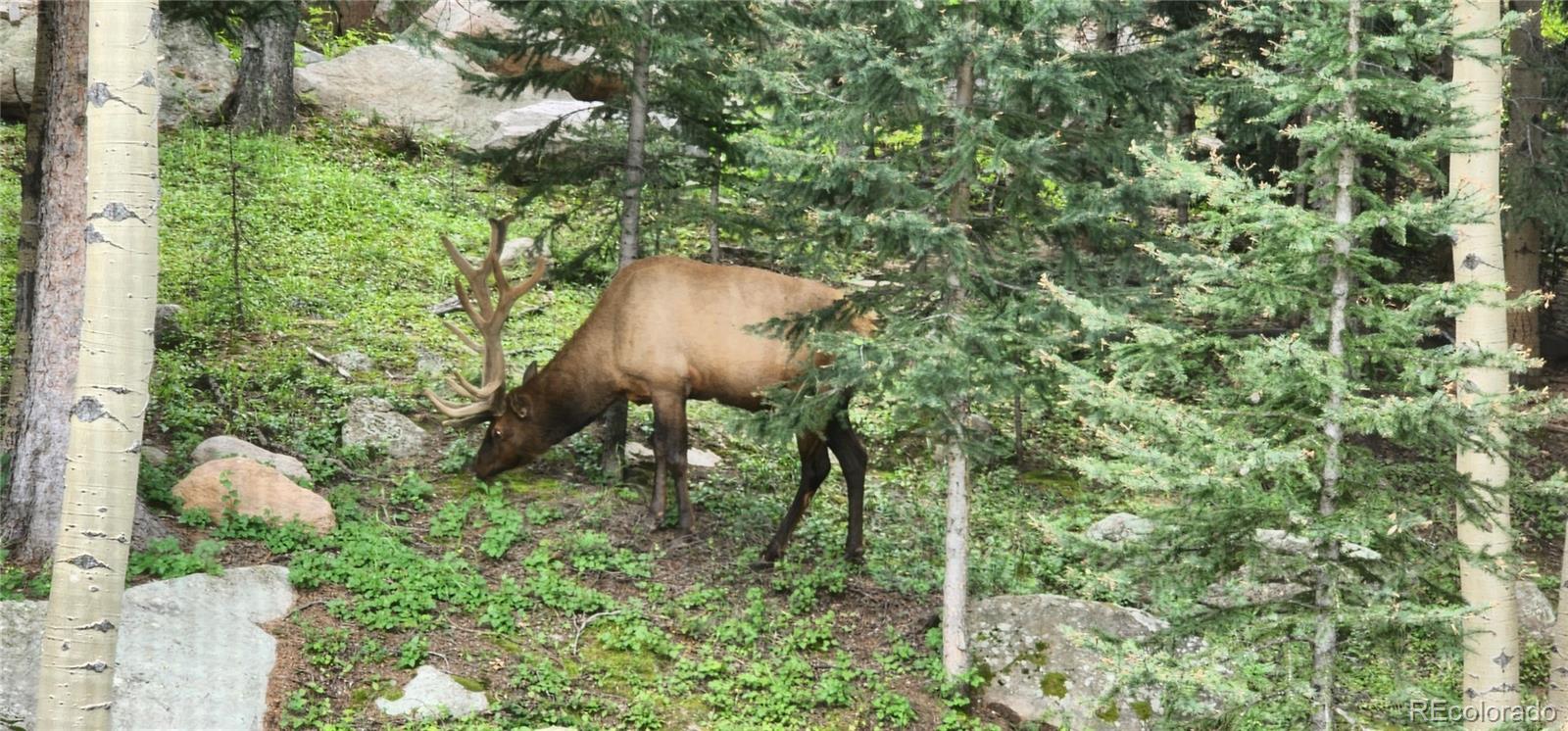 MLS Image #14 for 32123  christopher lane,conifer, Colorado