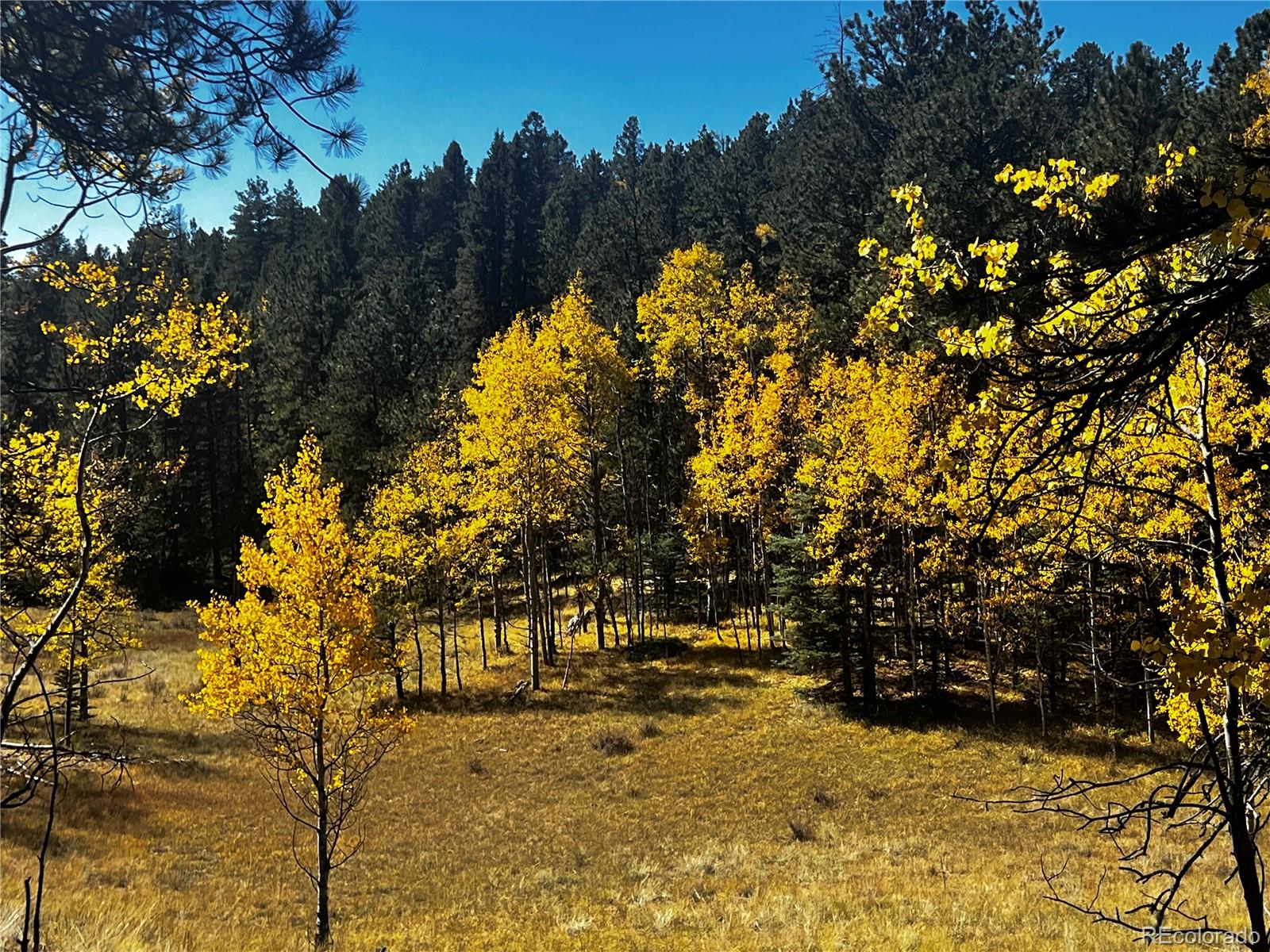 MLS Image #33 for 8549  cedar mountain road,divide, Colorado