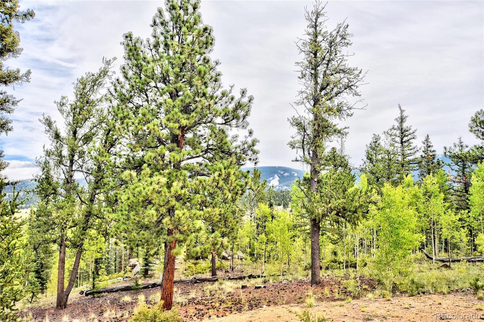 MLS Image #29 for 872  willow way,jefferson, Colorado