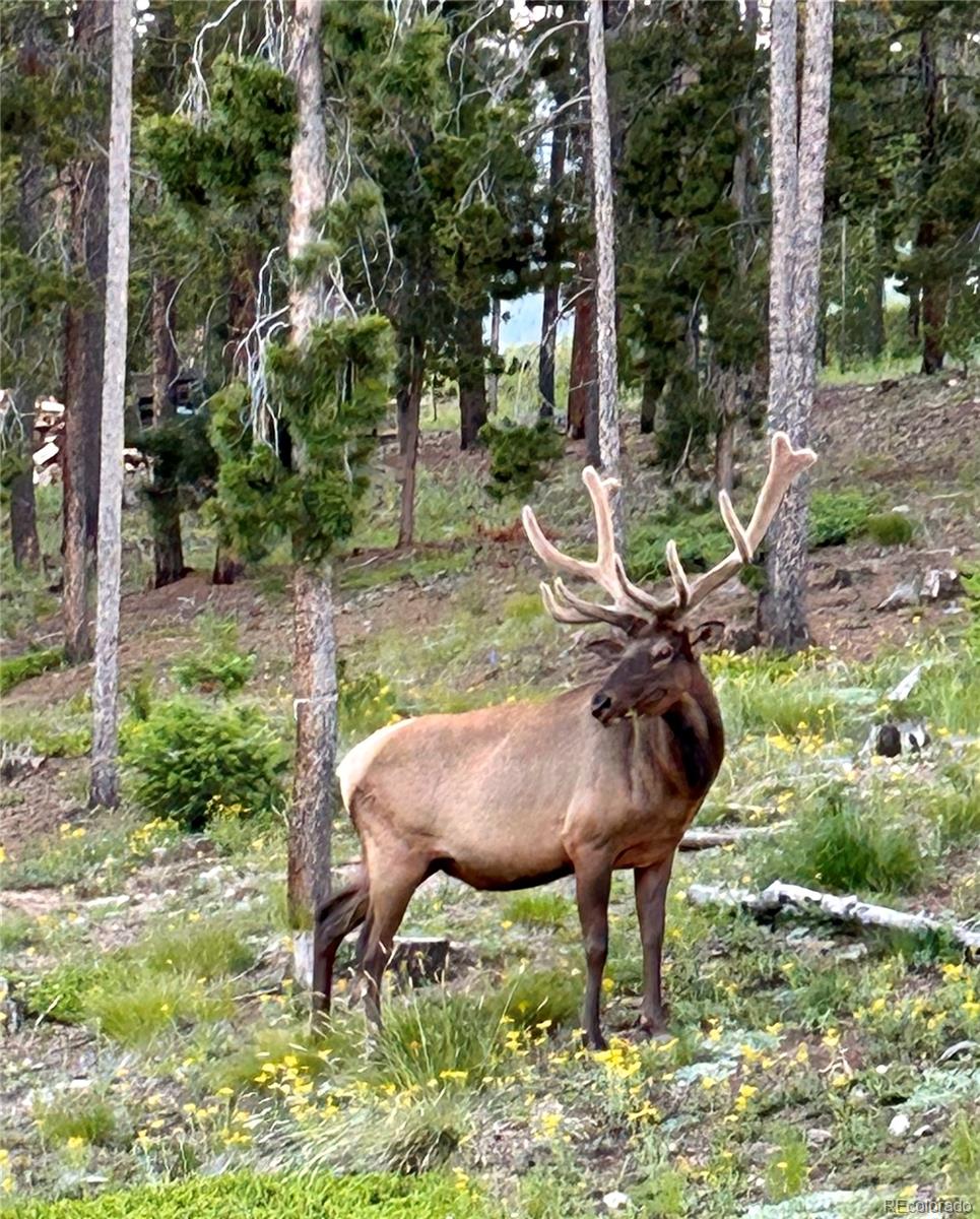 MLS Image #7 for 8440 s warhawk road,conifer, Colorado