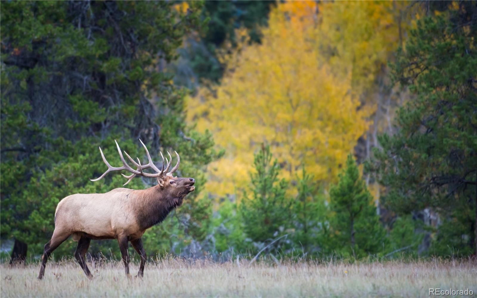 MLS Image #47 for 2040  werner lane,evergreen, Colorado